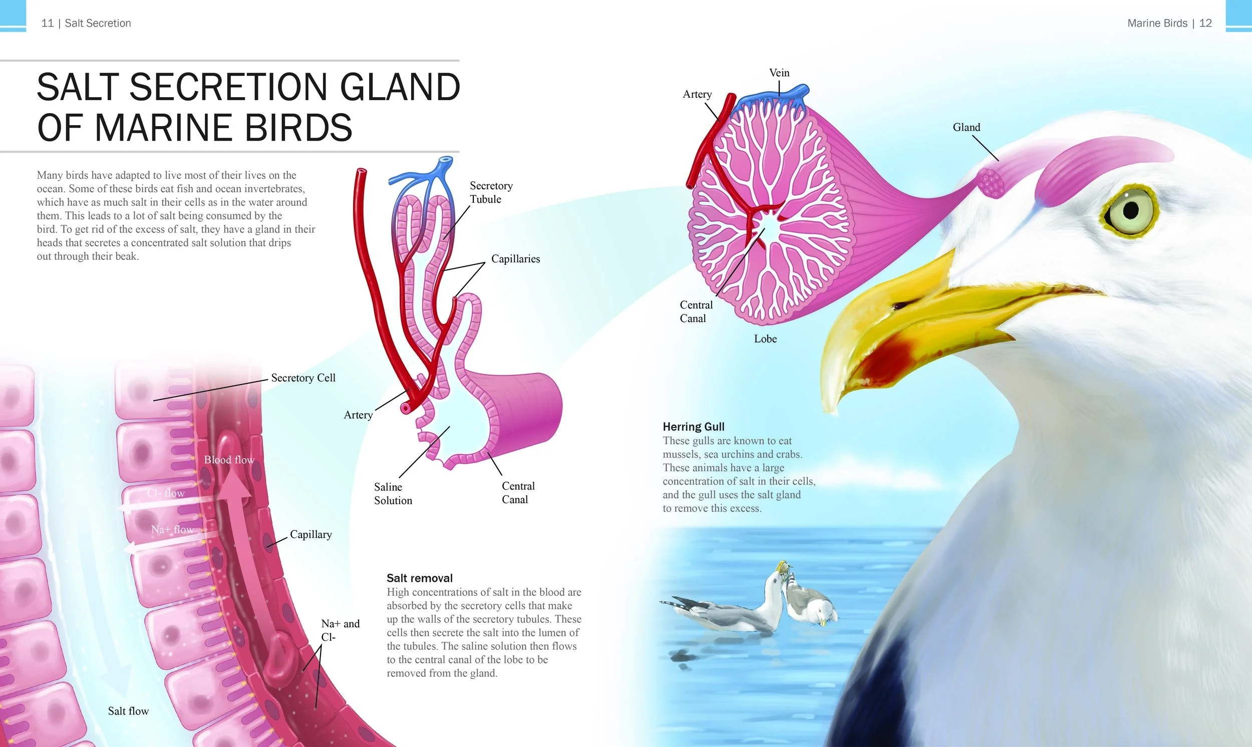 Salt Secretion Gland of Marine Birds