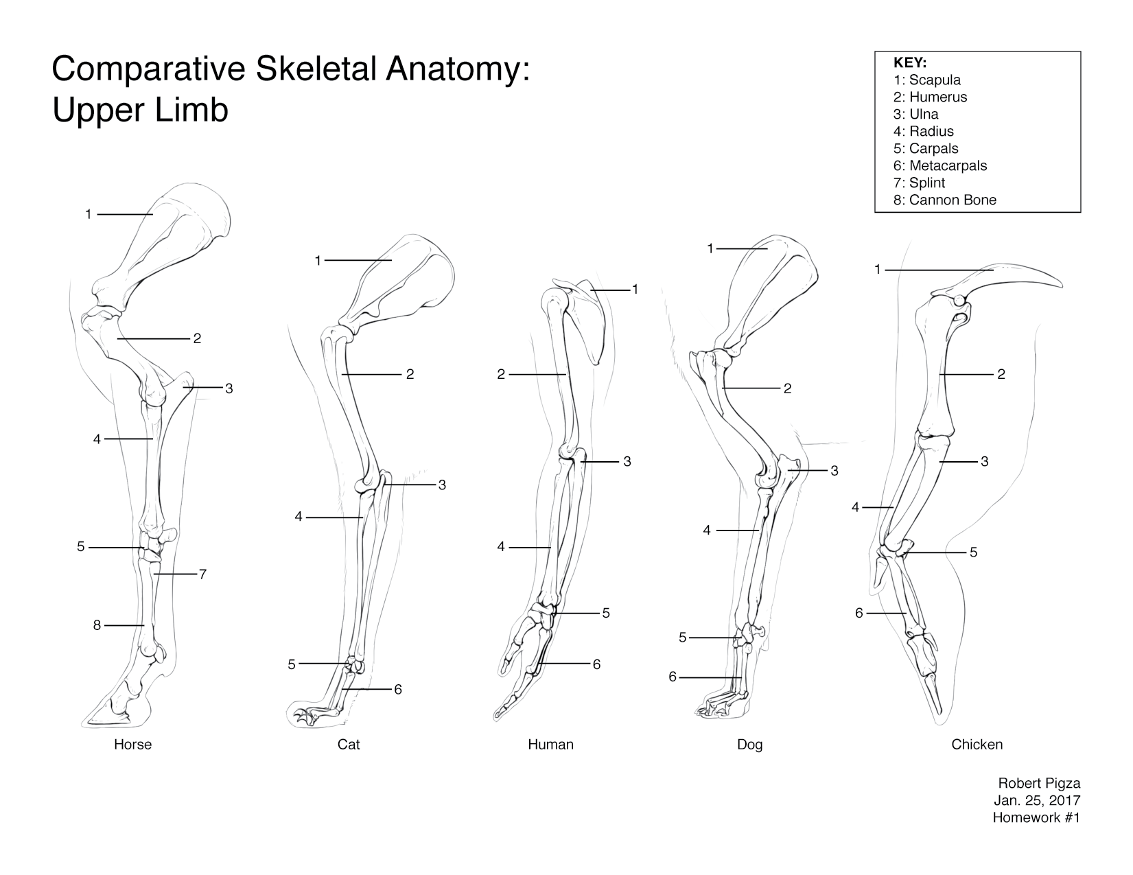 Comparative Skeletal Anatomy: Upper Limb