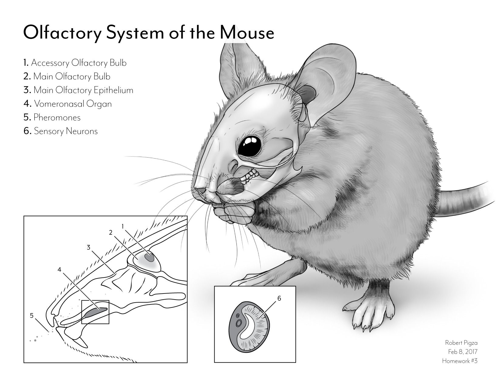 Olfactory System of the Mouse