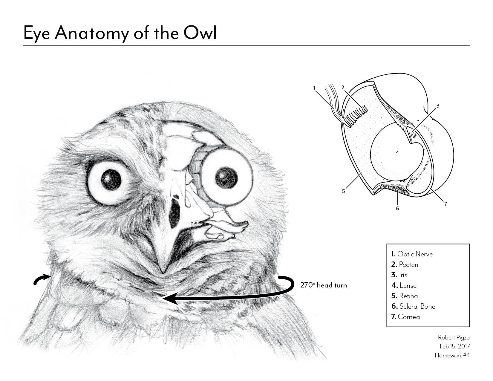 Eye Anatomy of the Owl