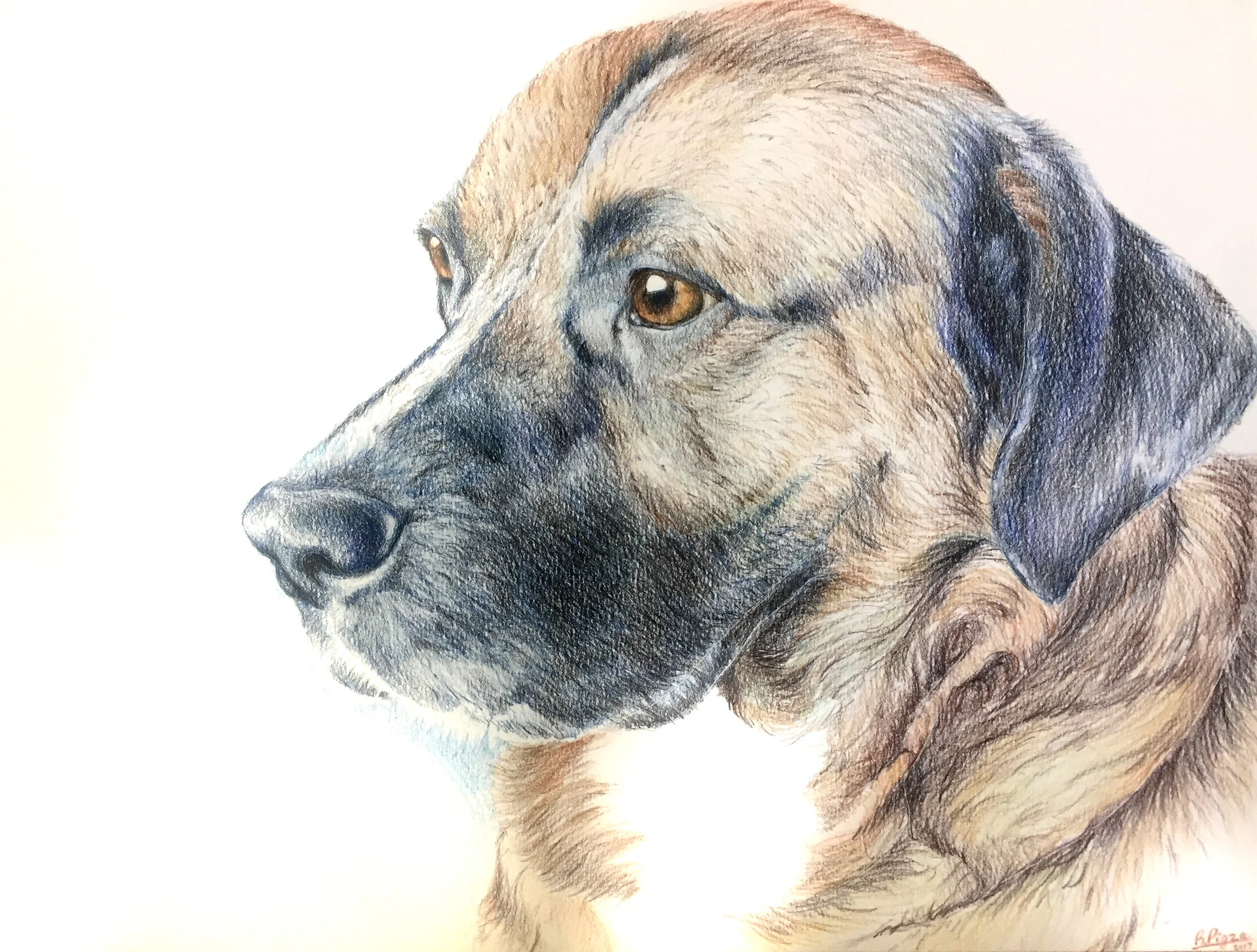 Duke