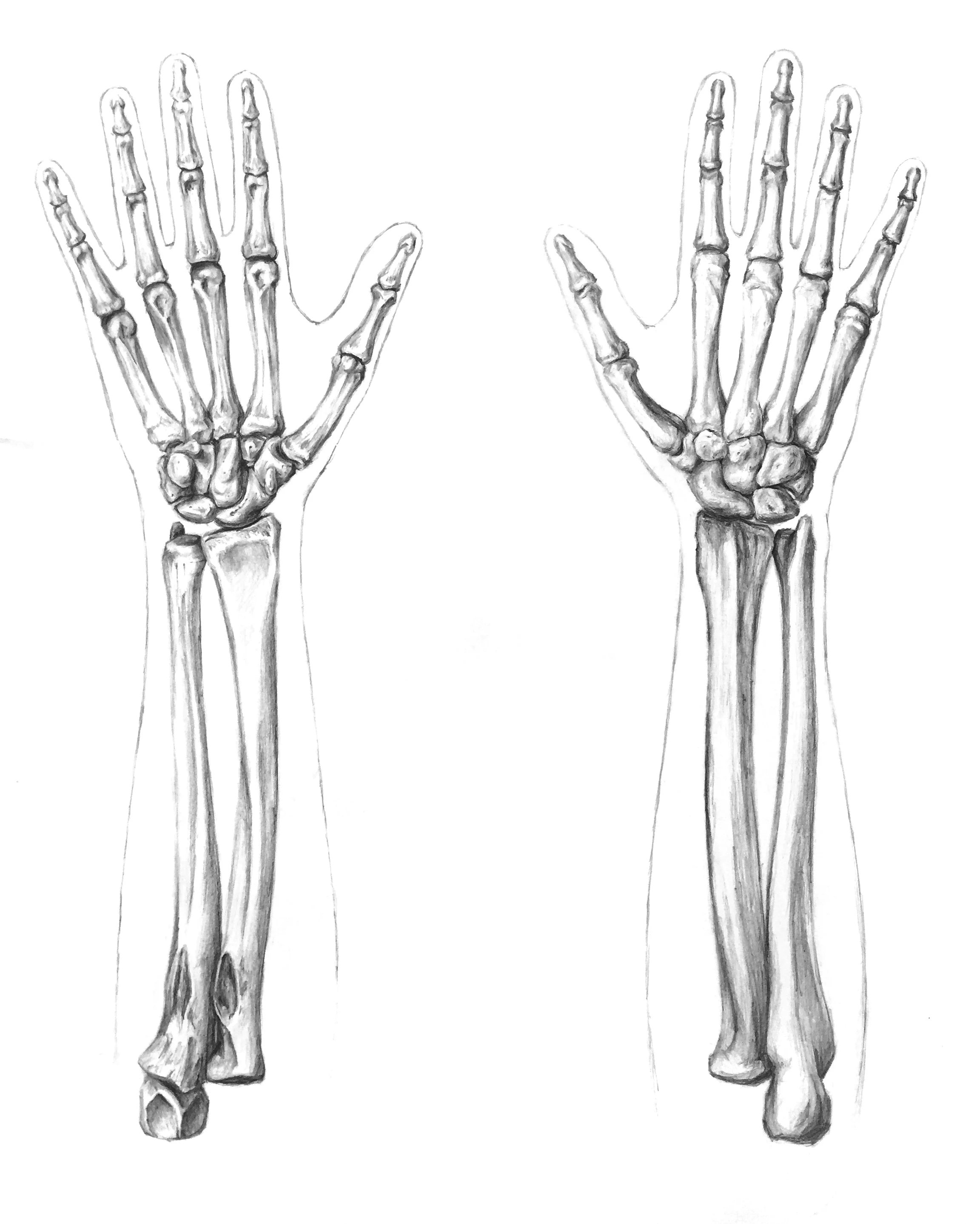 Bones of the Forearm
