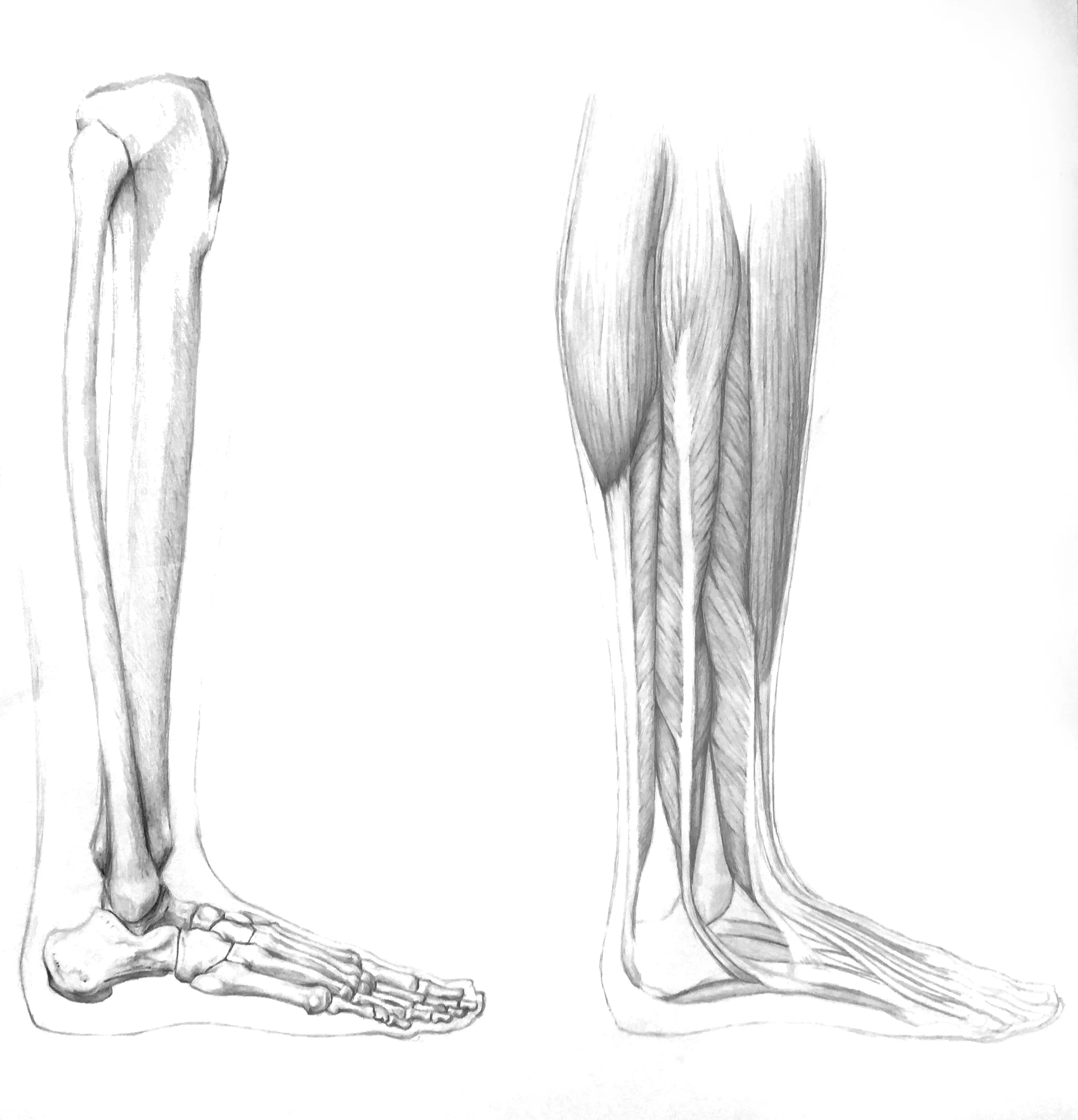 Anatomy of the Leg (Lateral View)