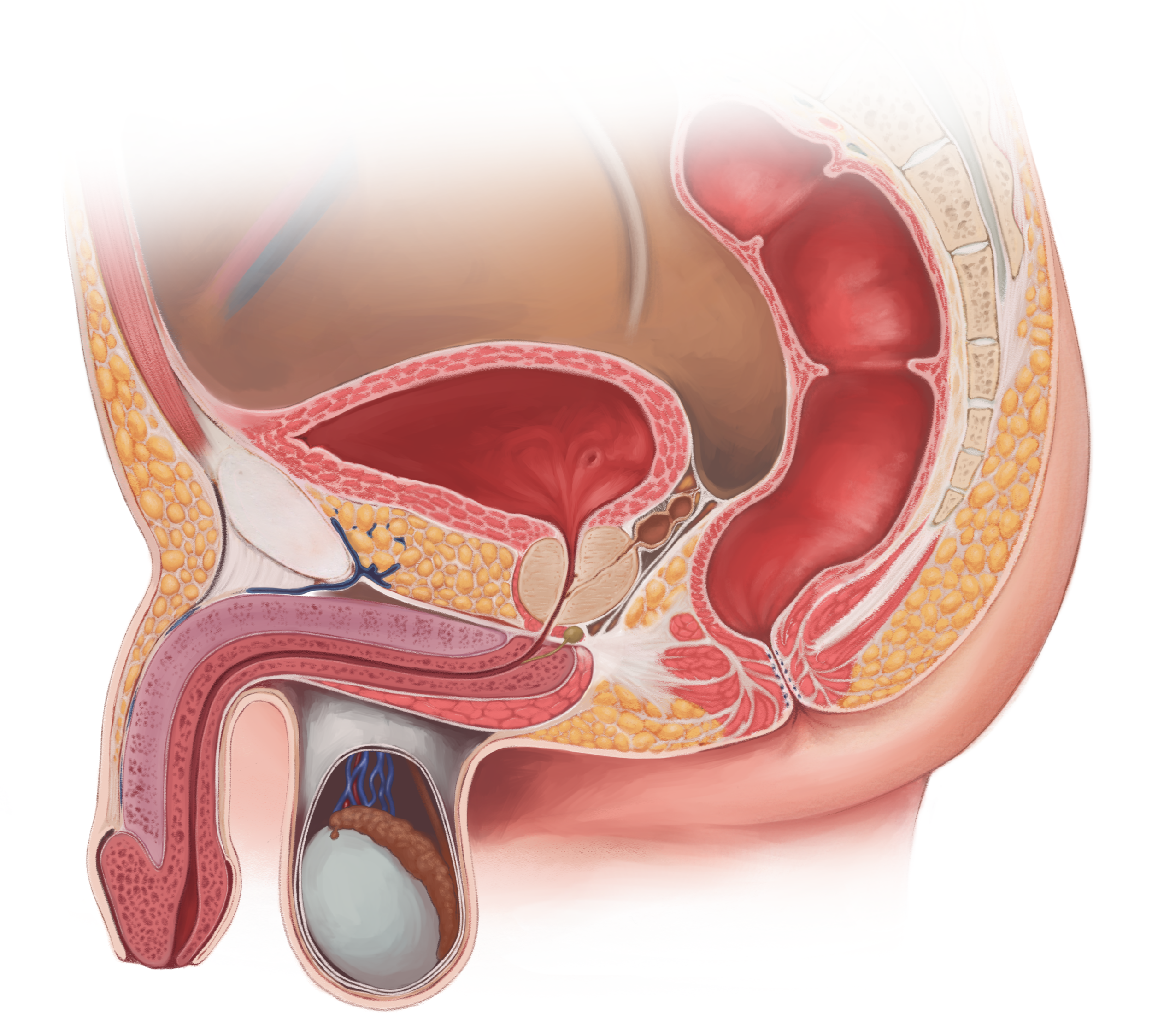 Male Reproductive System