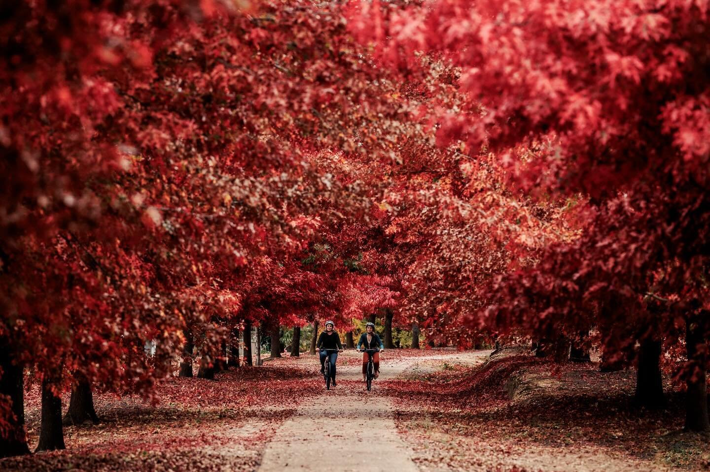 I had a fun few days hanging out in Beechworth, Myrtleford &amp; Yackandandah shooting some rail trails for @tourism_north_east. The autumn leaves this year have been AMAZING!!
