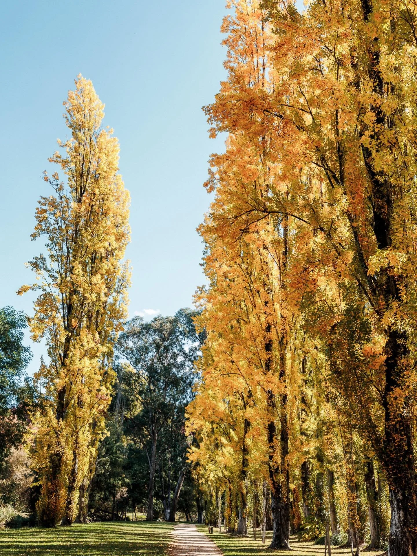 It wouldn&rsquo;t be a day in Bright in autumn without photographing the poplars!