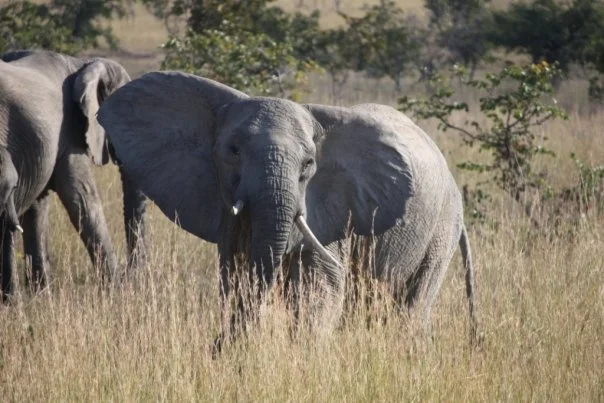 elephant awesome.jpg