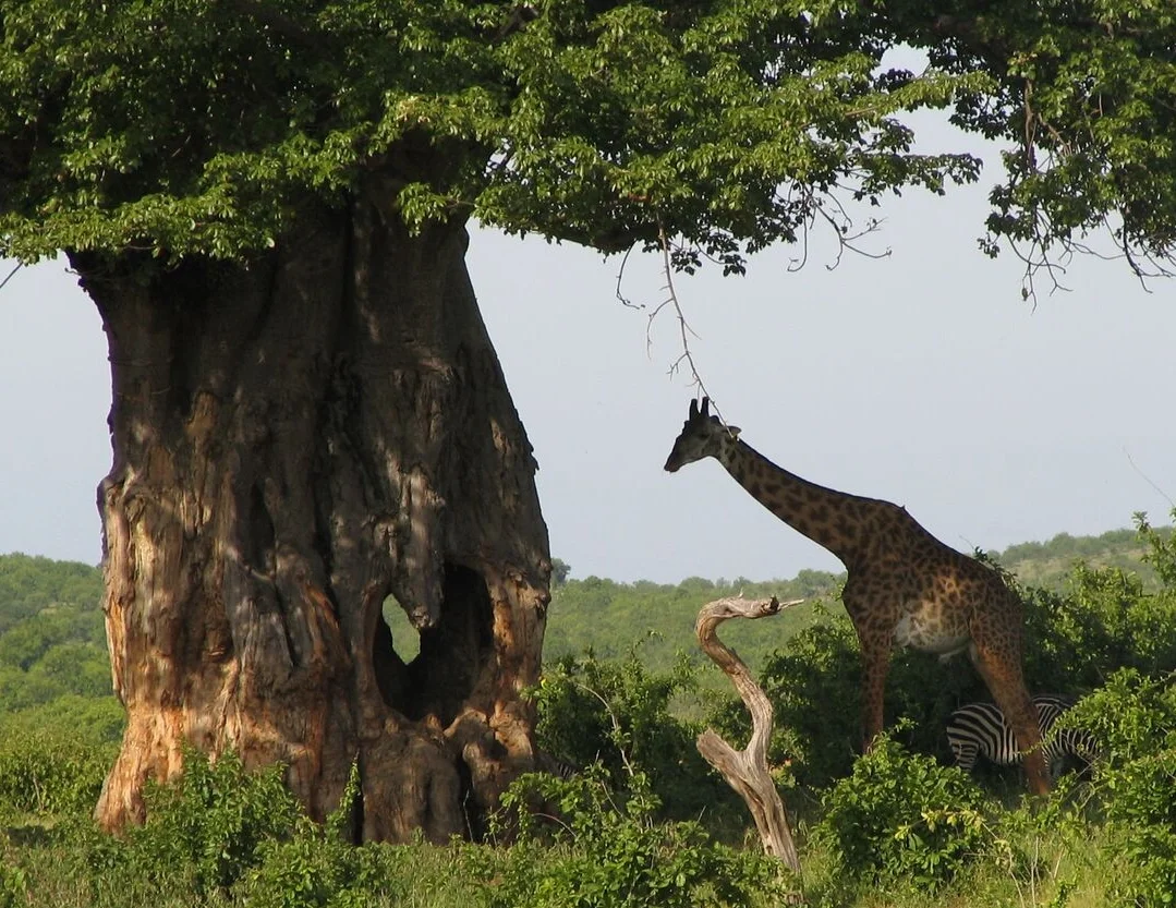 Giraffe under tree (2).jpg