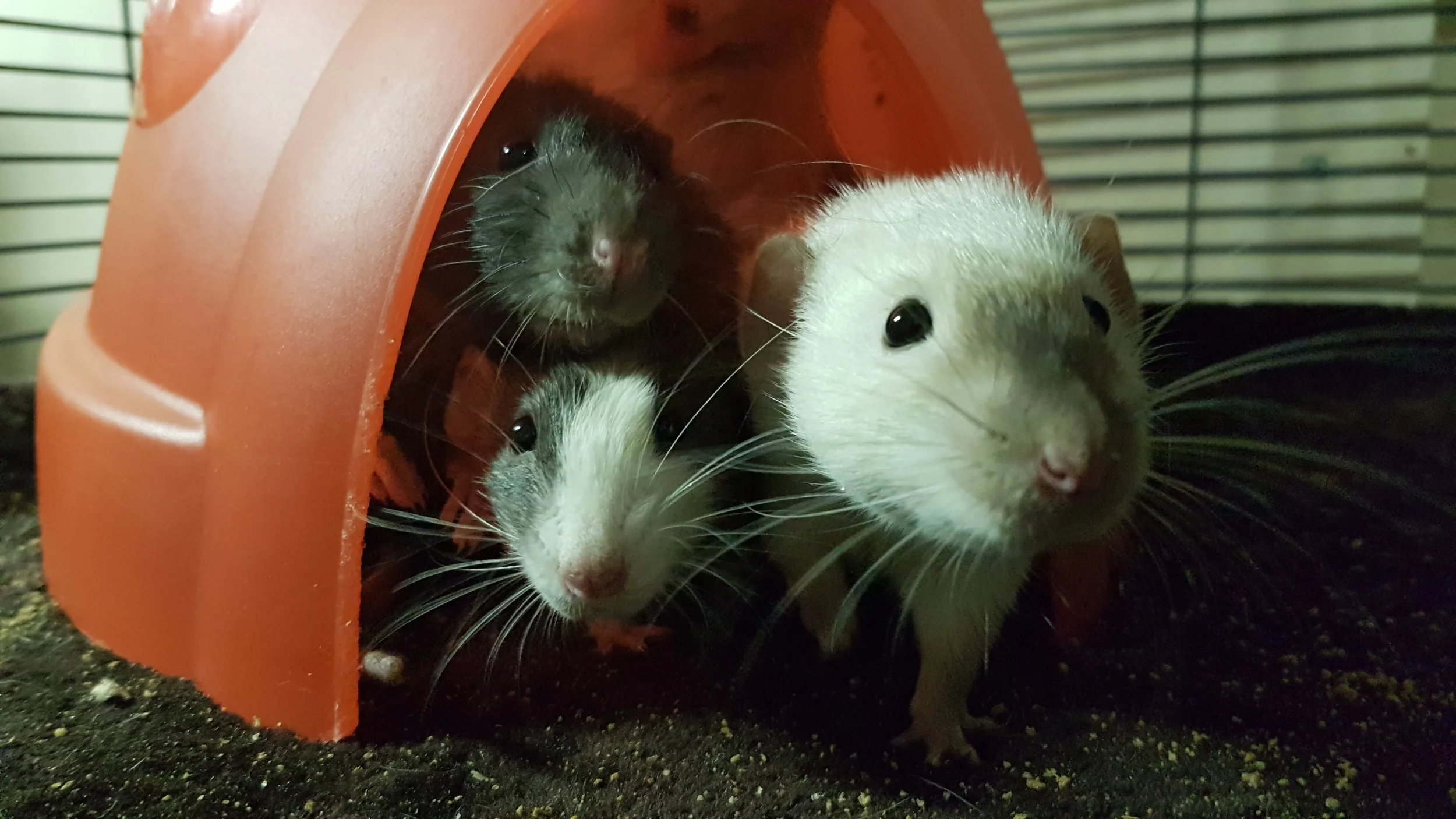 All of the big boys squished into one hut