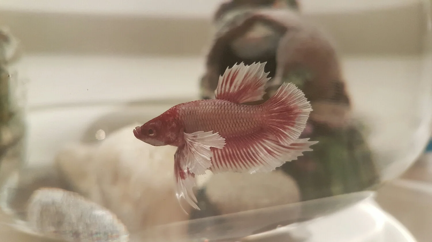 Zipper the Fishy