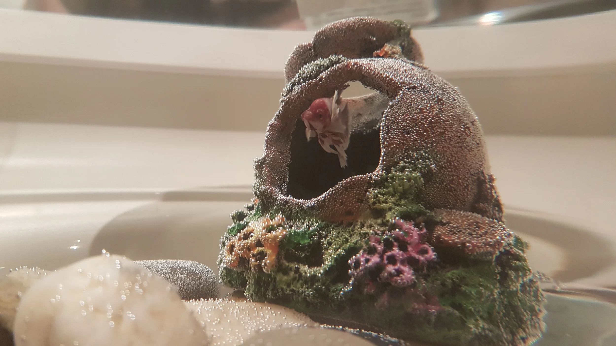 Off Topic: A new member of my pet fam