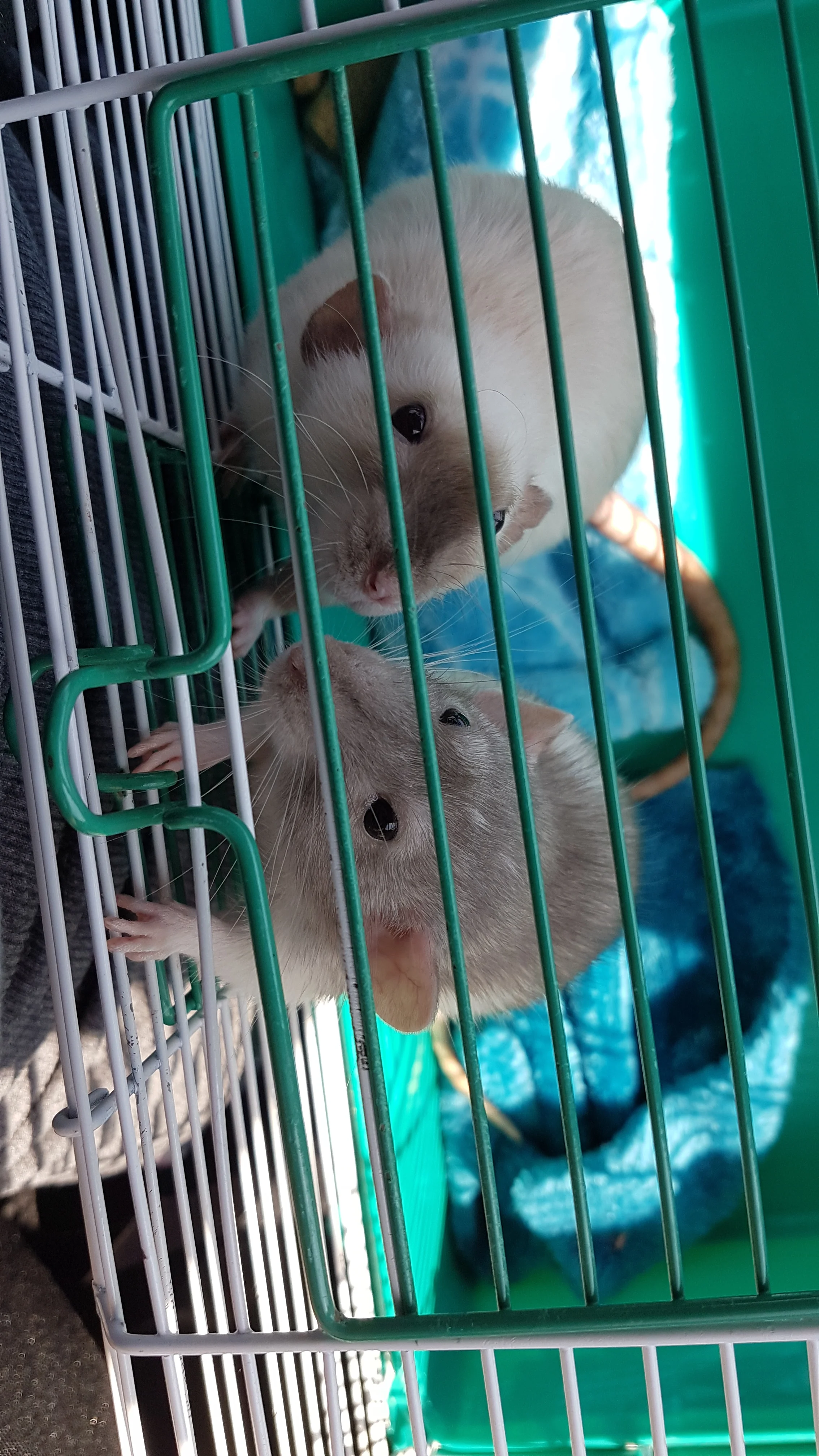 Curly Fry and Freya are off to their new homes! 