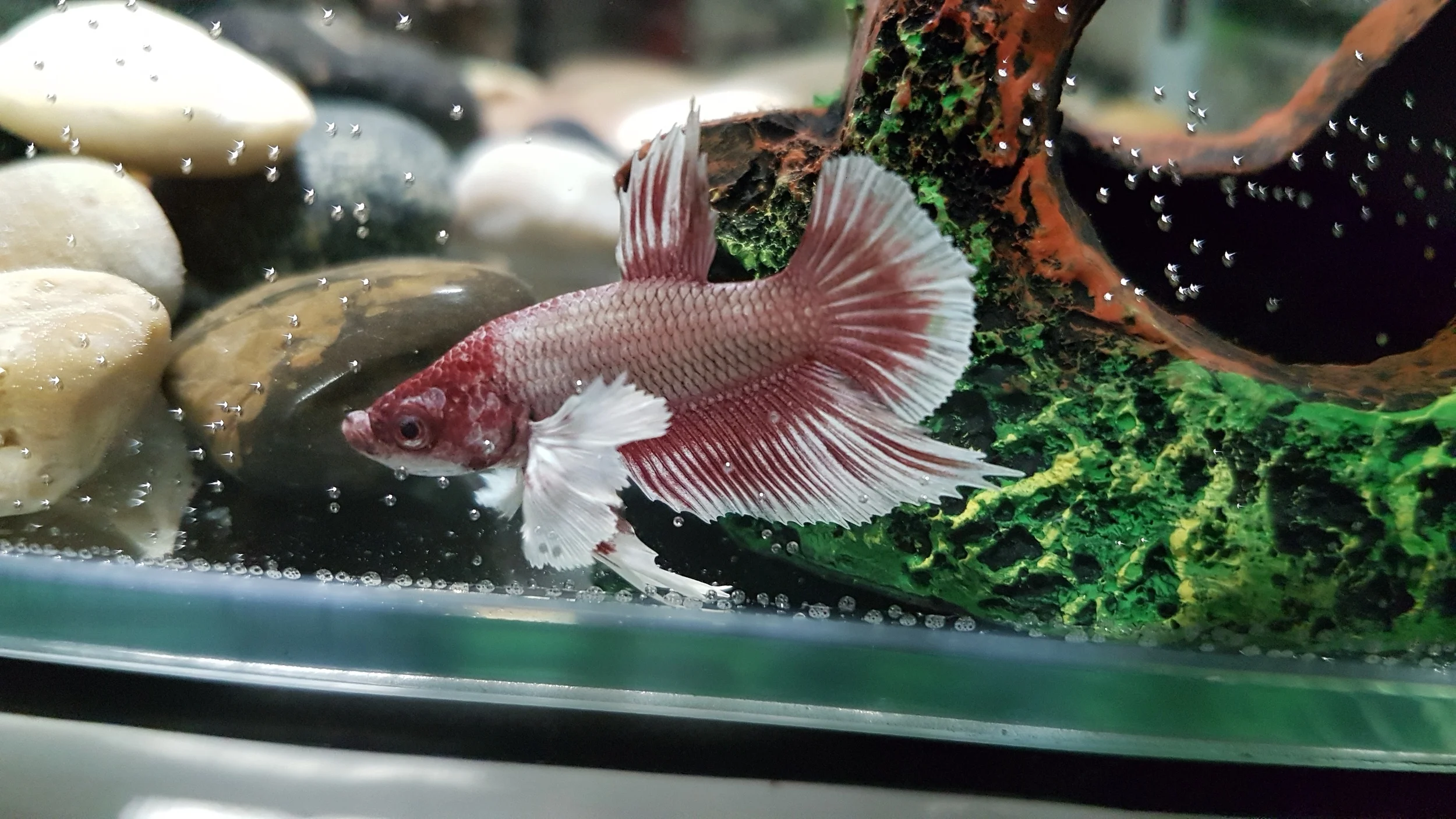 Off Topic : Update on my fishy 