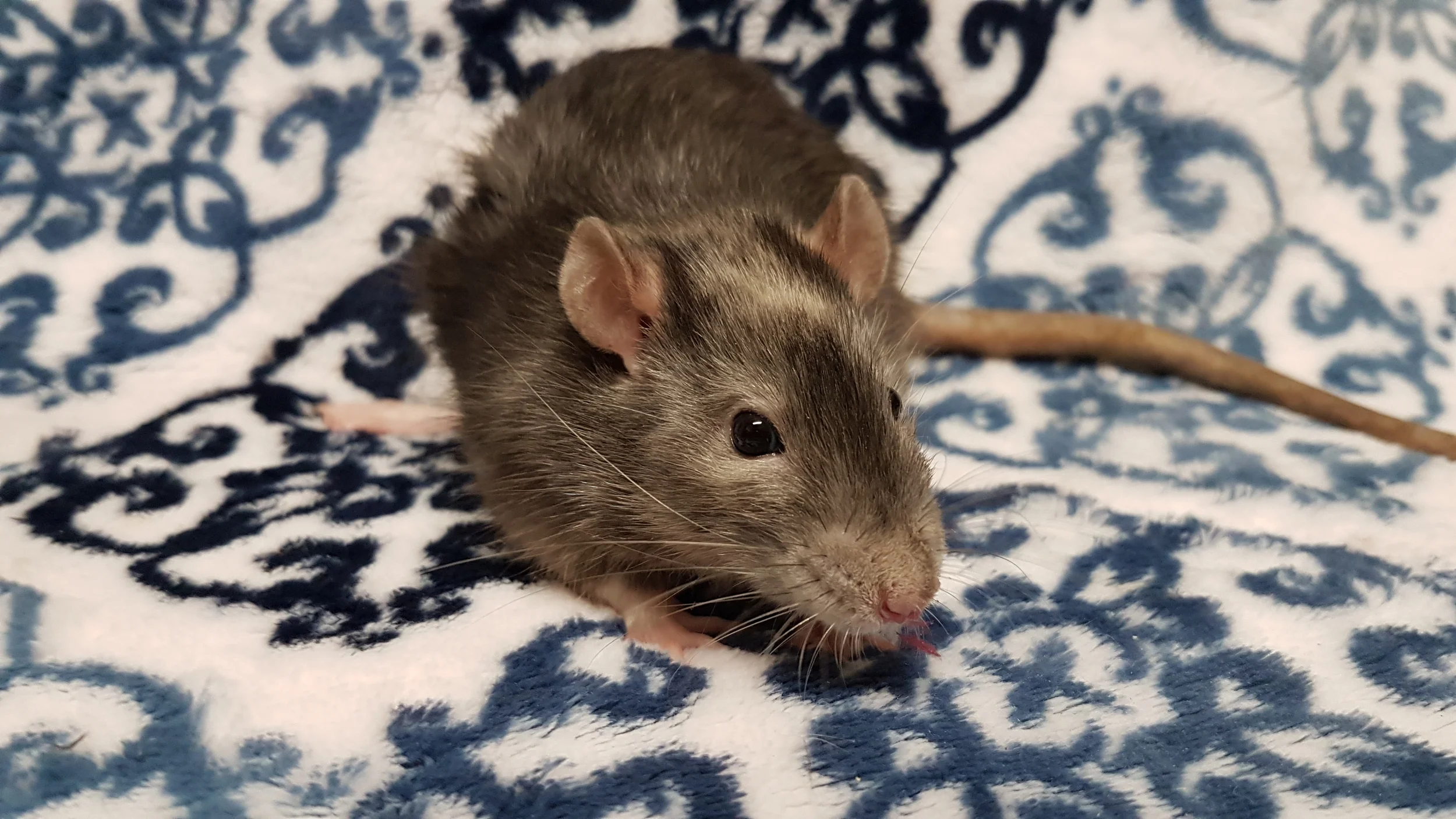 Tabby The Marble Rat