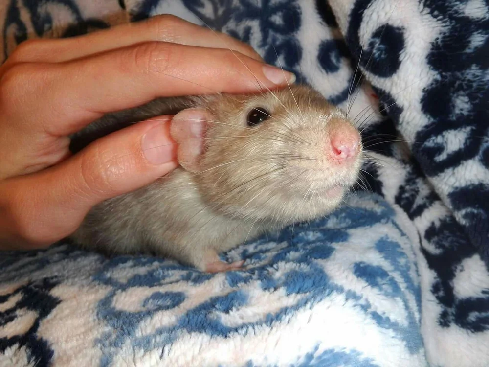 Cube And The Du Agouti Boy Went To Their New Homes Rat Emporium Toronto