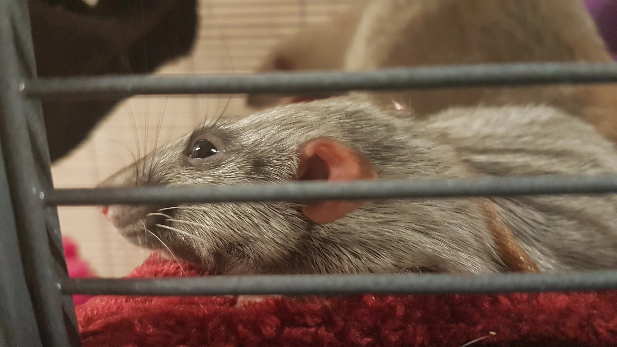 Treat time at the Emporium