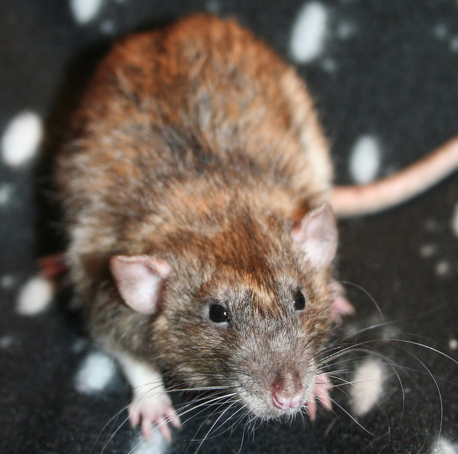 Trick- agouti dumbo rex