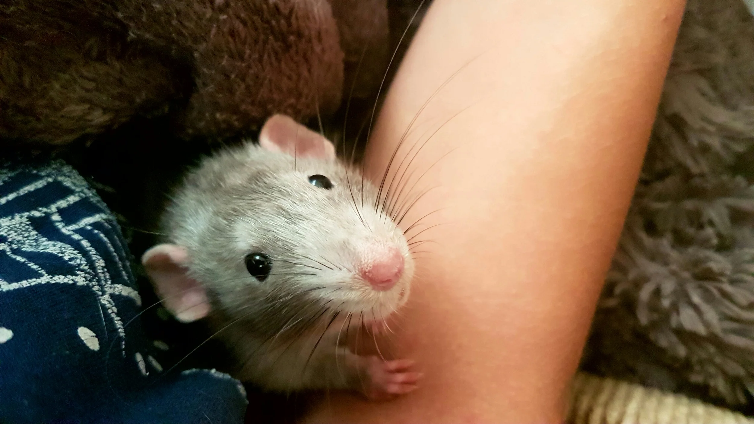 Cuddle time with little Loraz