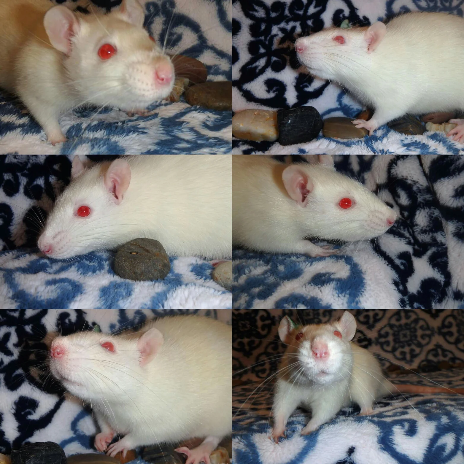 All babies from the foster litter will now be free of an adoption fee. 