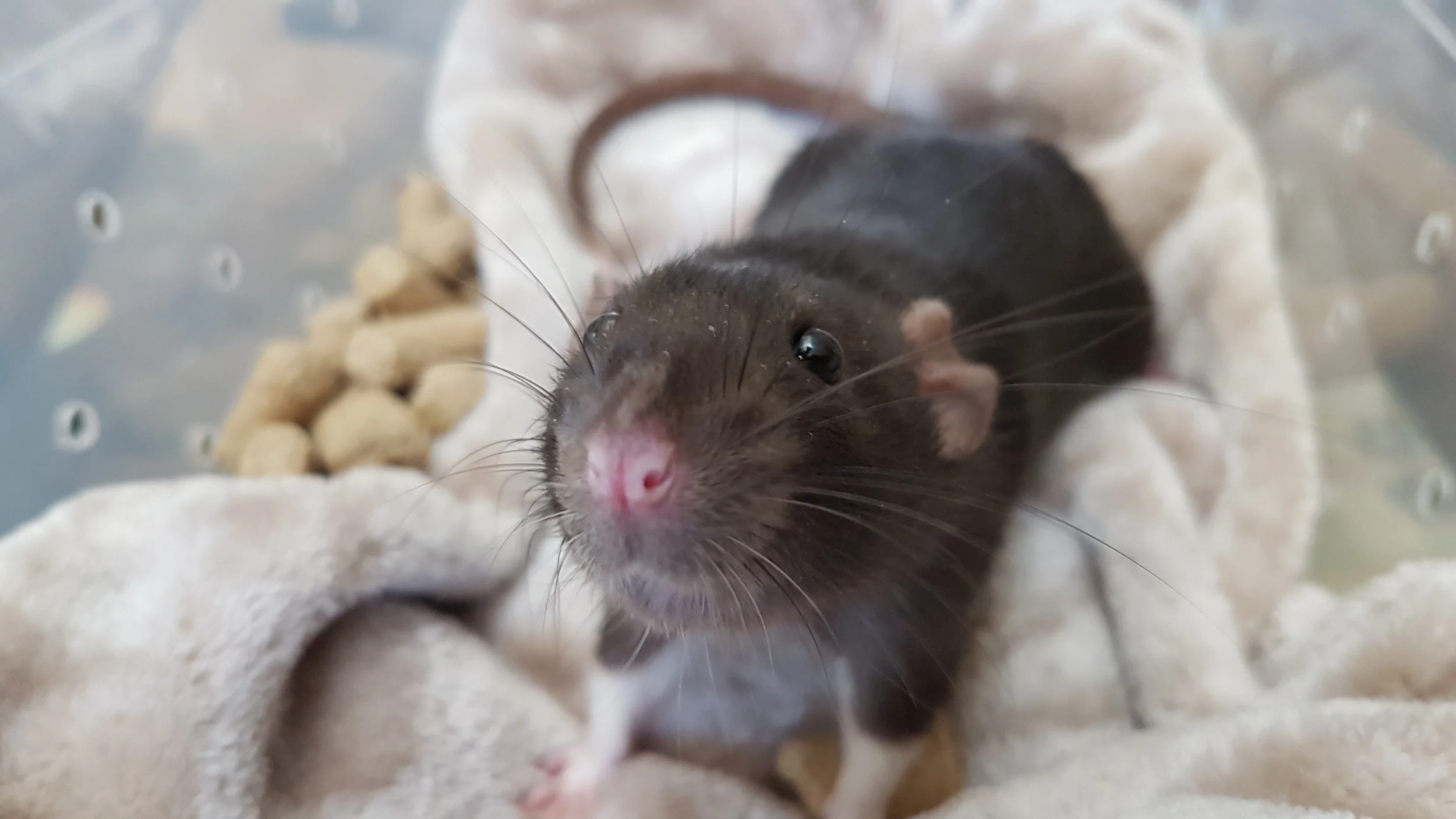 Our chocolate dumbo boy has headed off to his new home! 