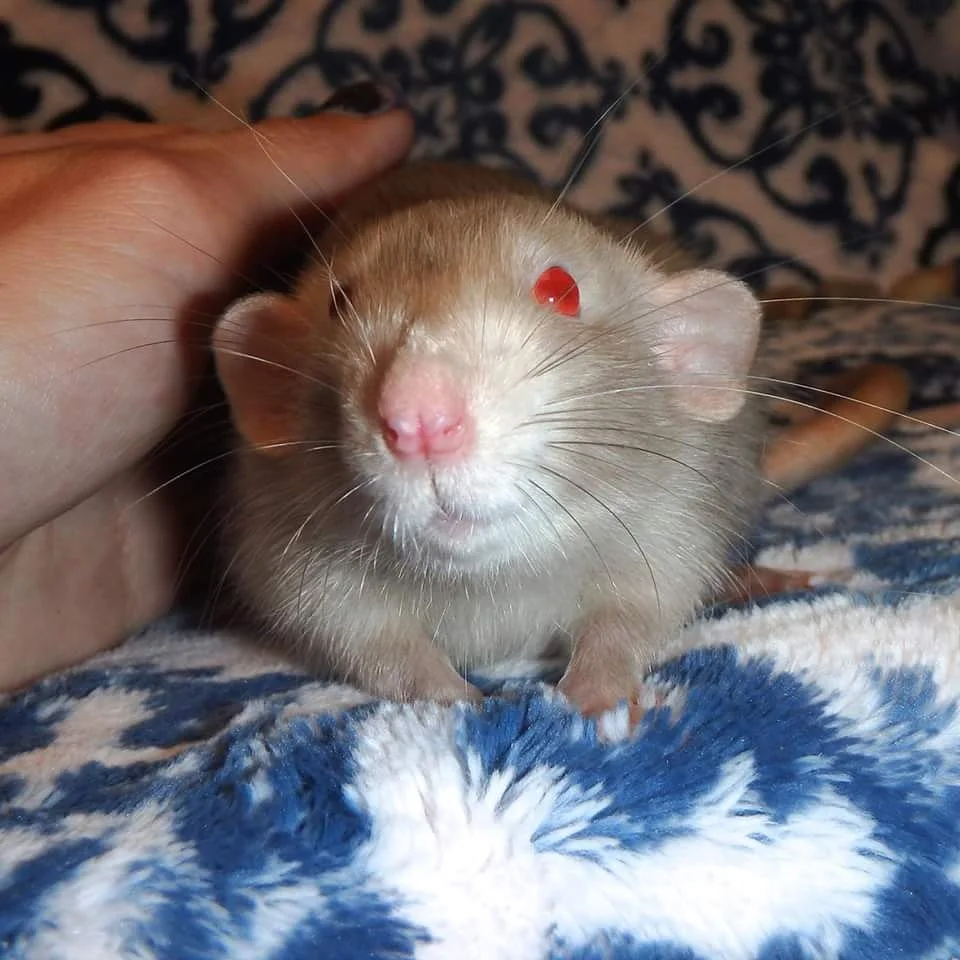 Our little silver agouti girl went to her new home today! 