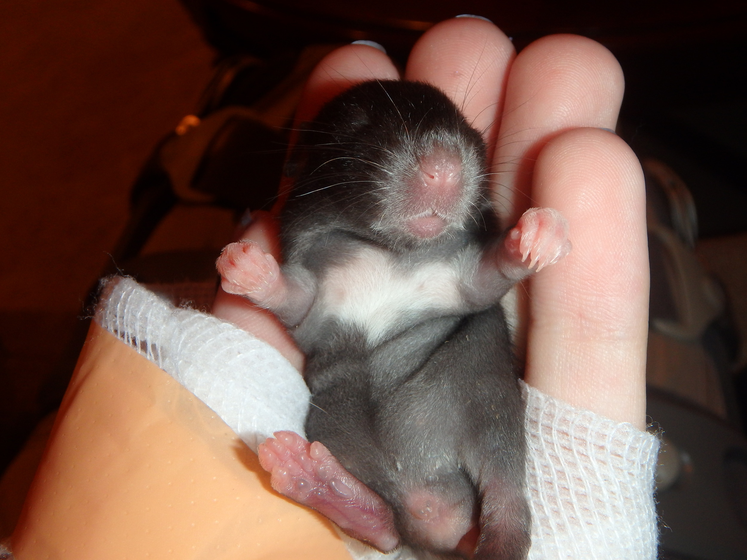 Sleeping baby rat