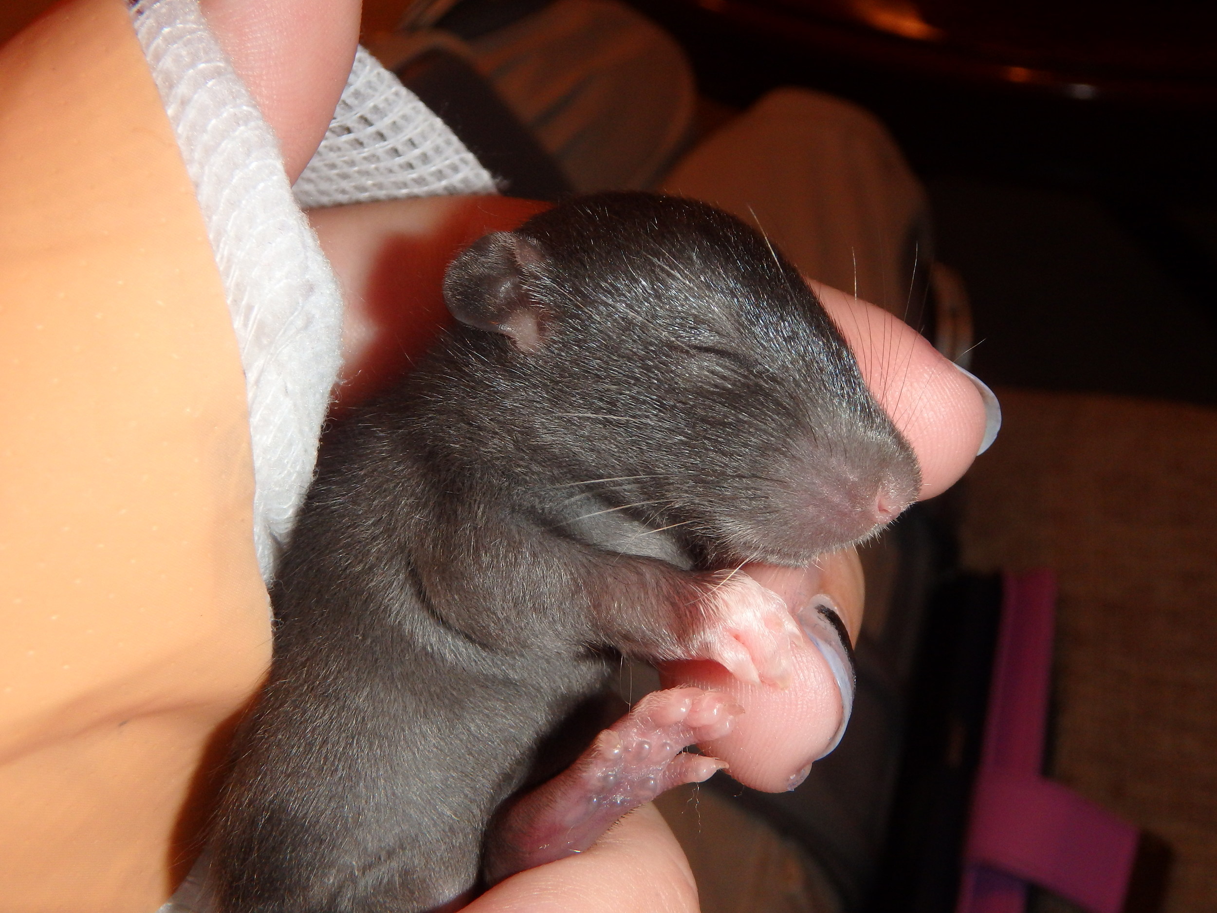 Visited True North Rattery Today! 