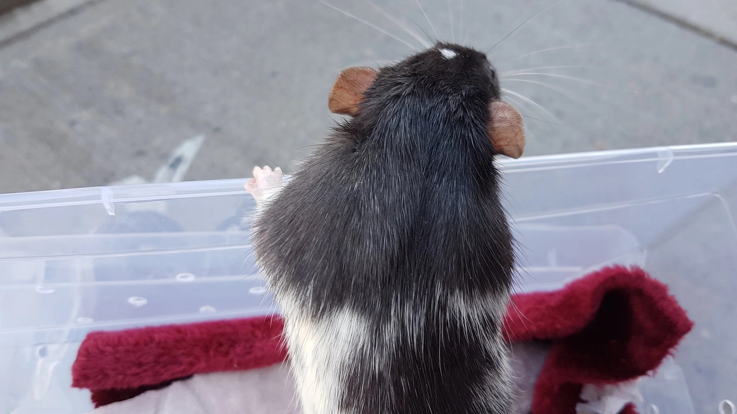 The BE marten and black  variegated boy have found their new home! 