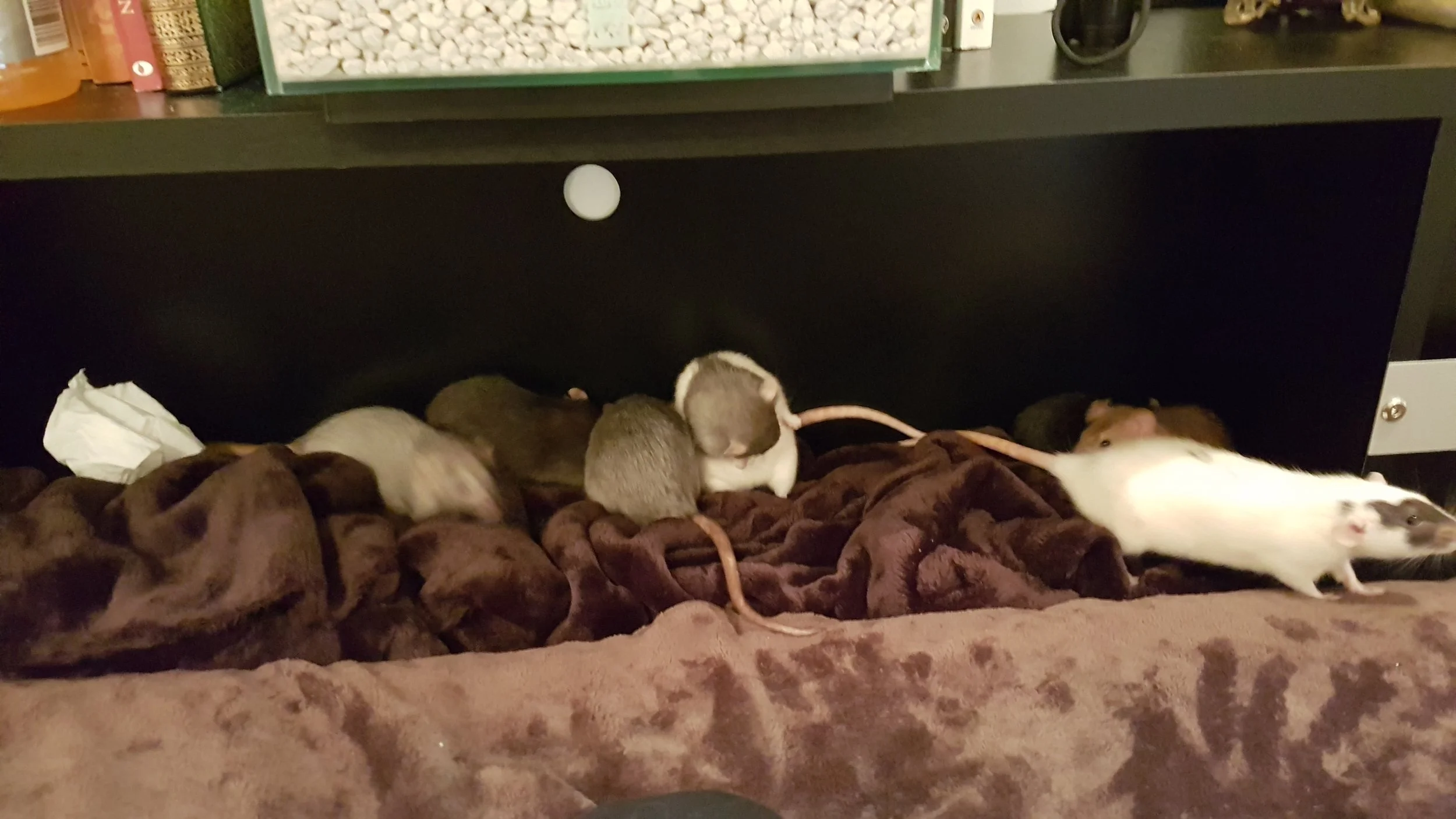 Give your rats boxes!!! 