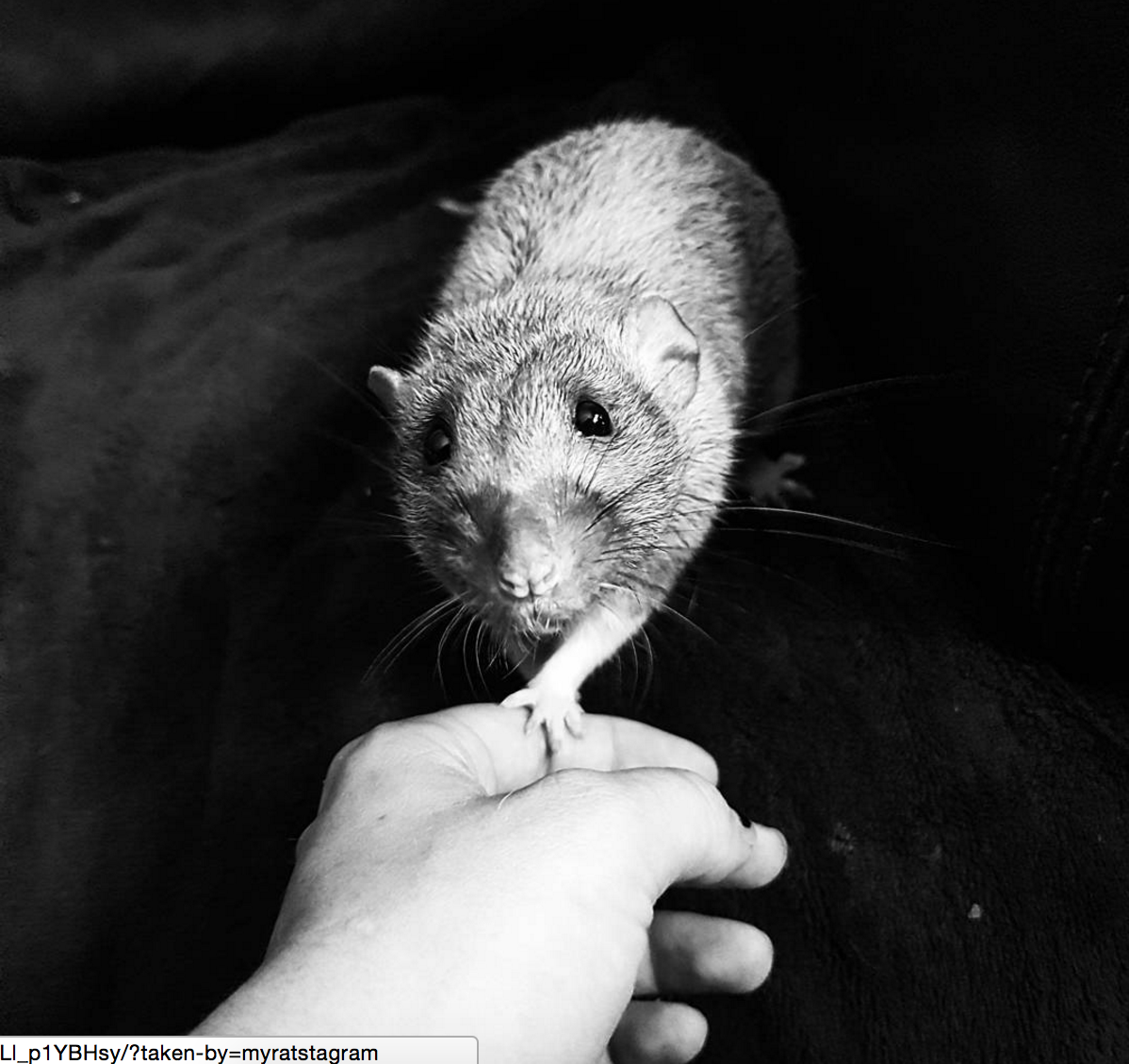 Male silvermane dumbo rat