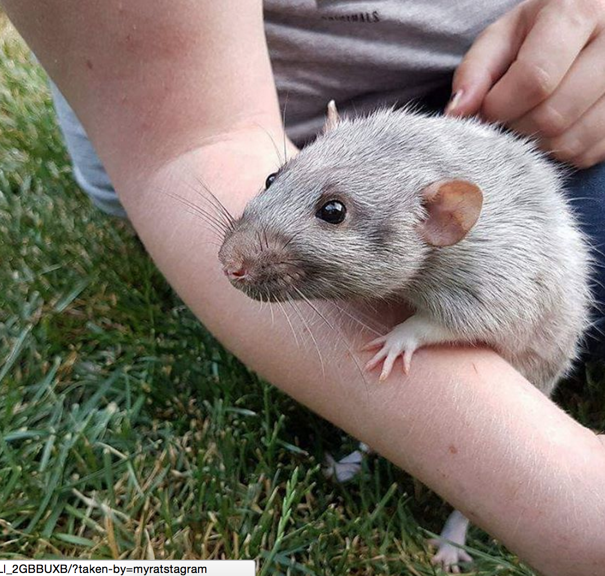 Male silvermane dumbo rat