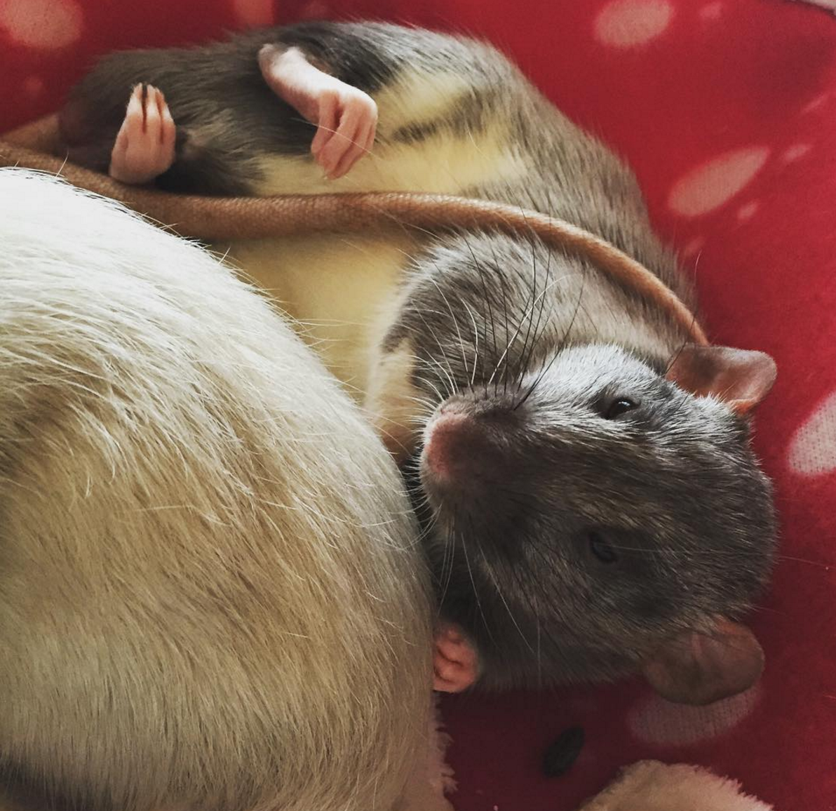 Male silvermane dumbo rat