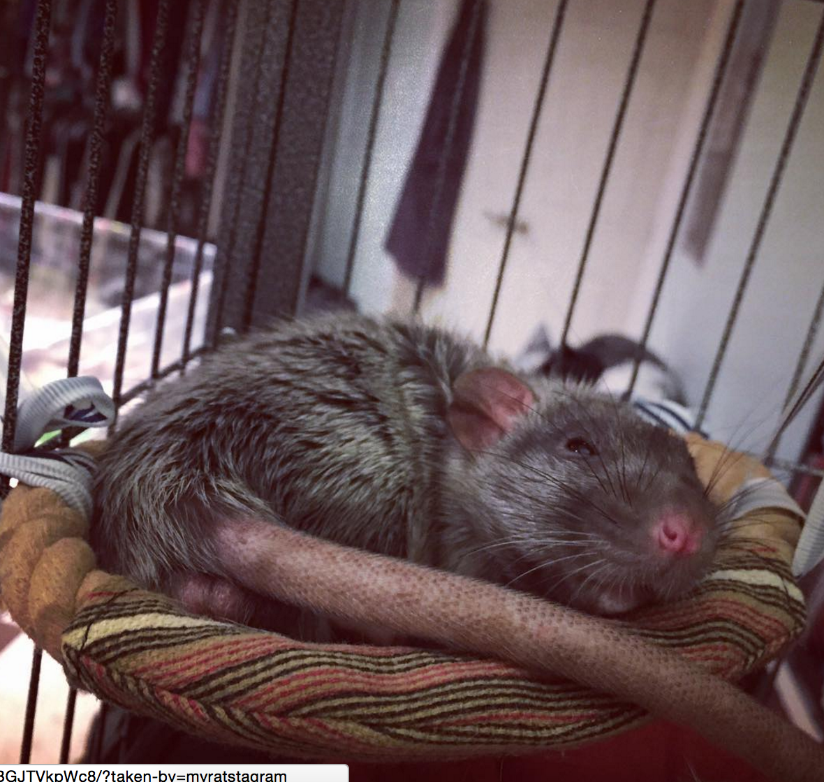 Male silvermane dumbo rat