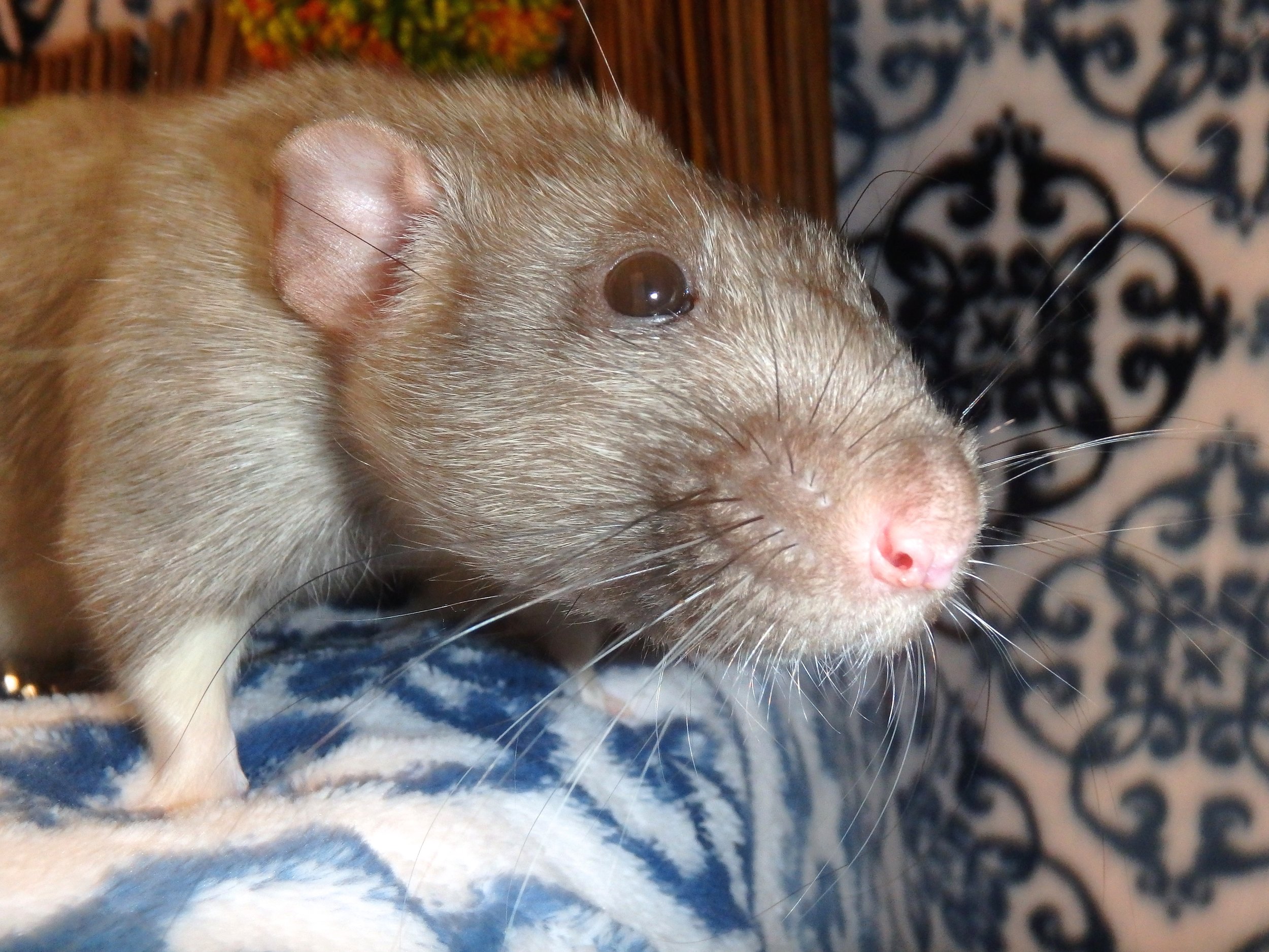 Male silvermane dumbo rat 