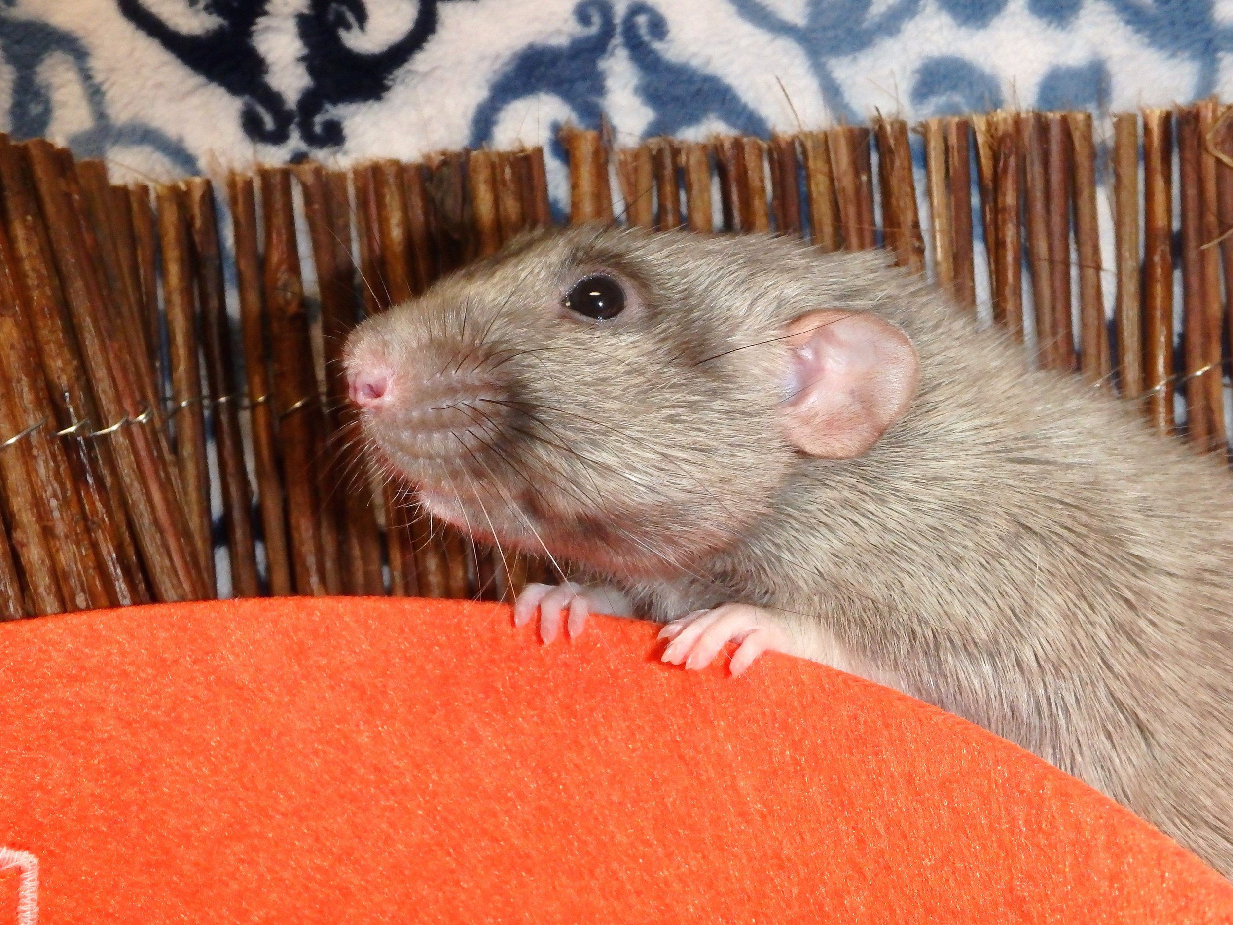 Male silvermane dumbo rat 