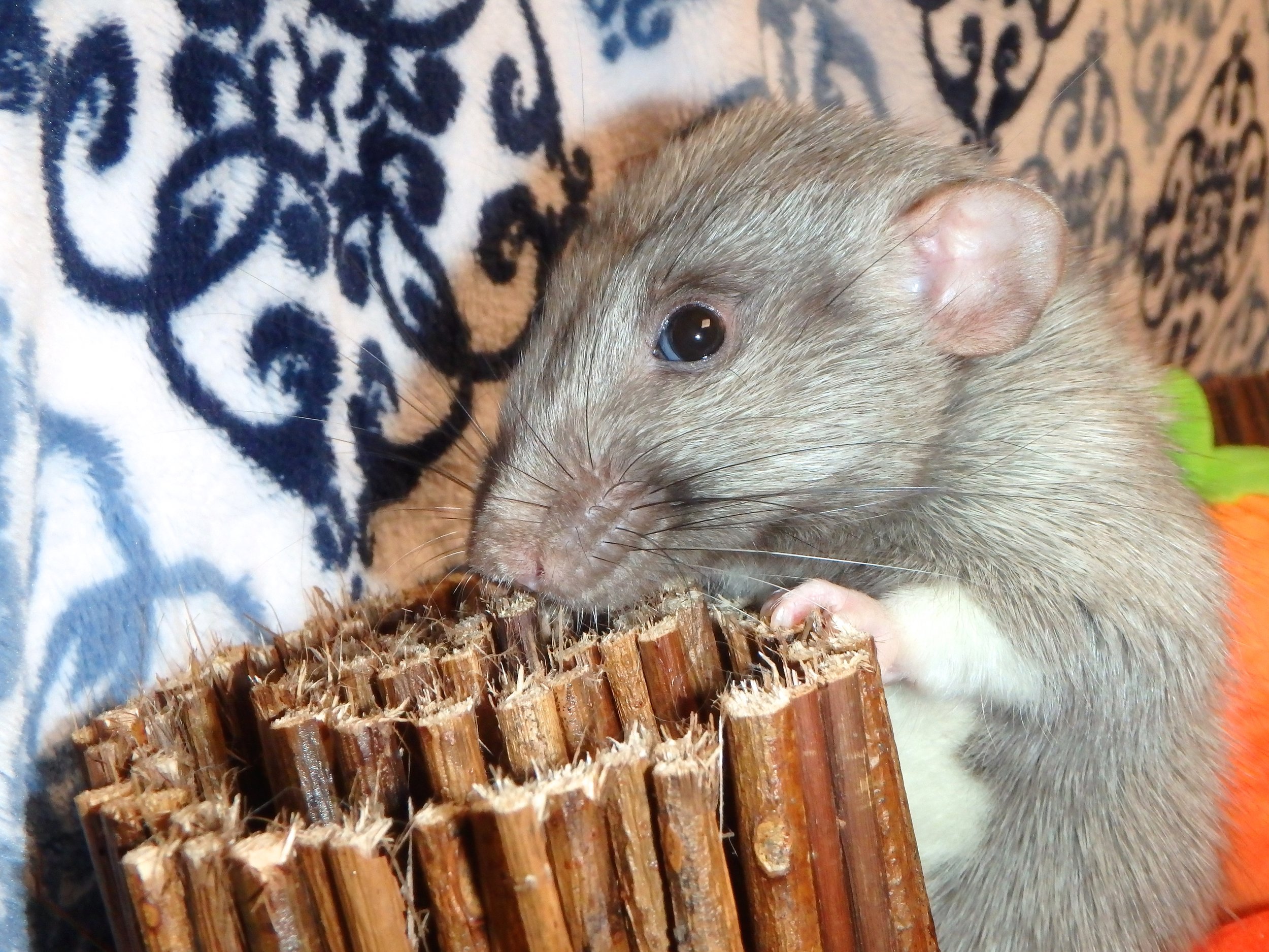 Male silvermane dumbo rat 