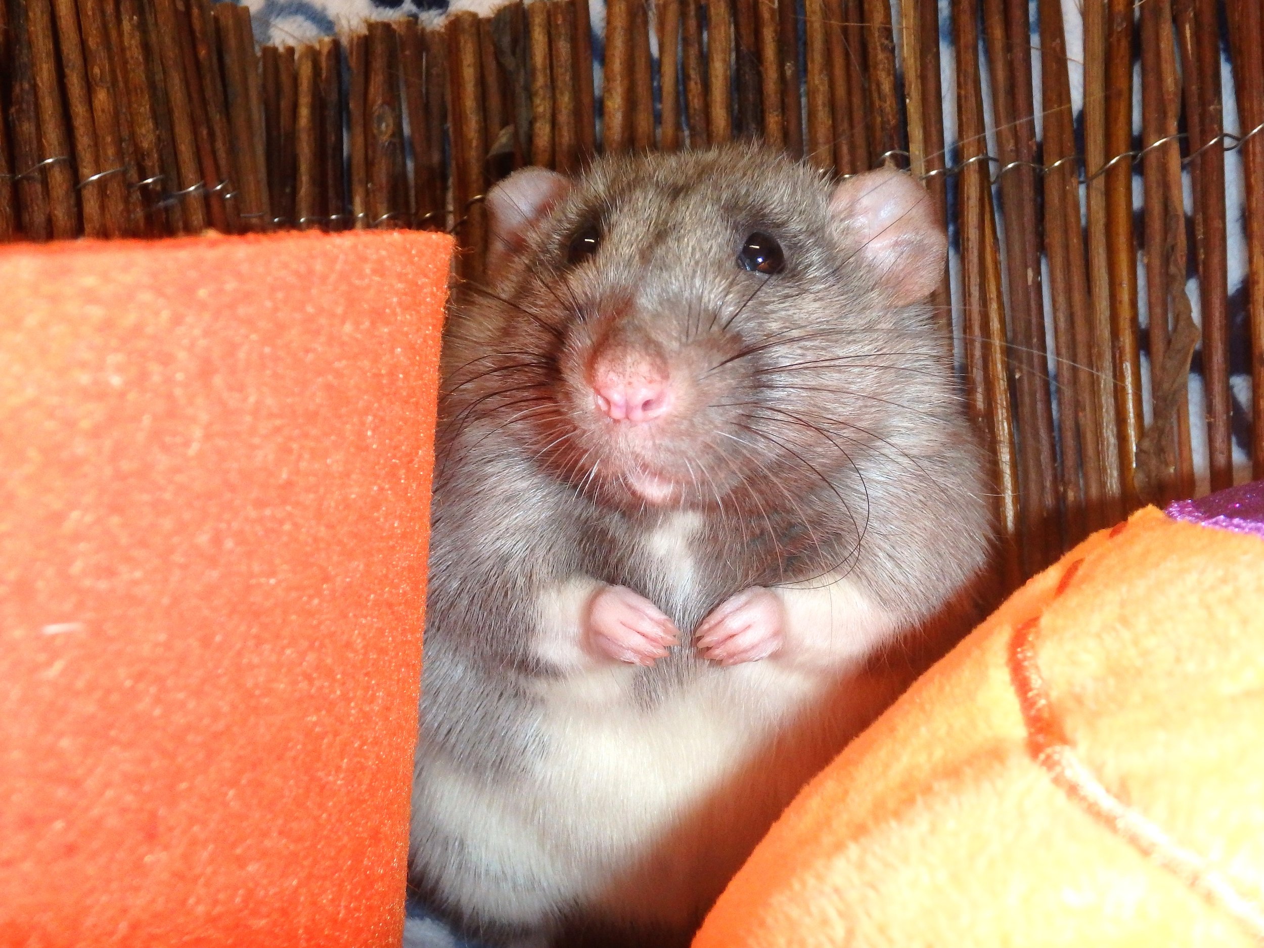 Male silvermane dumbo rat 