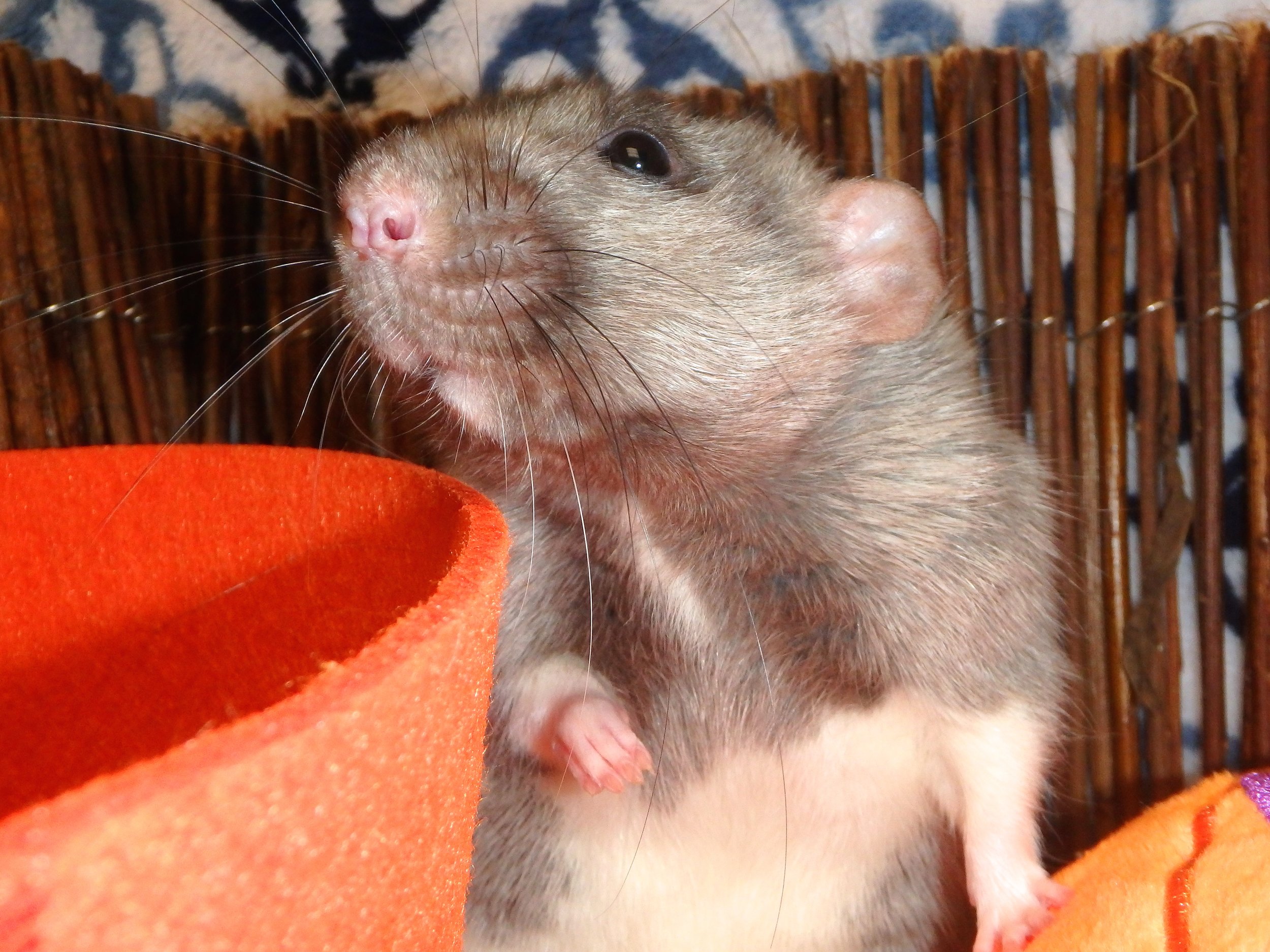 Male silvermane dumbo rat 