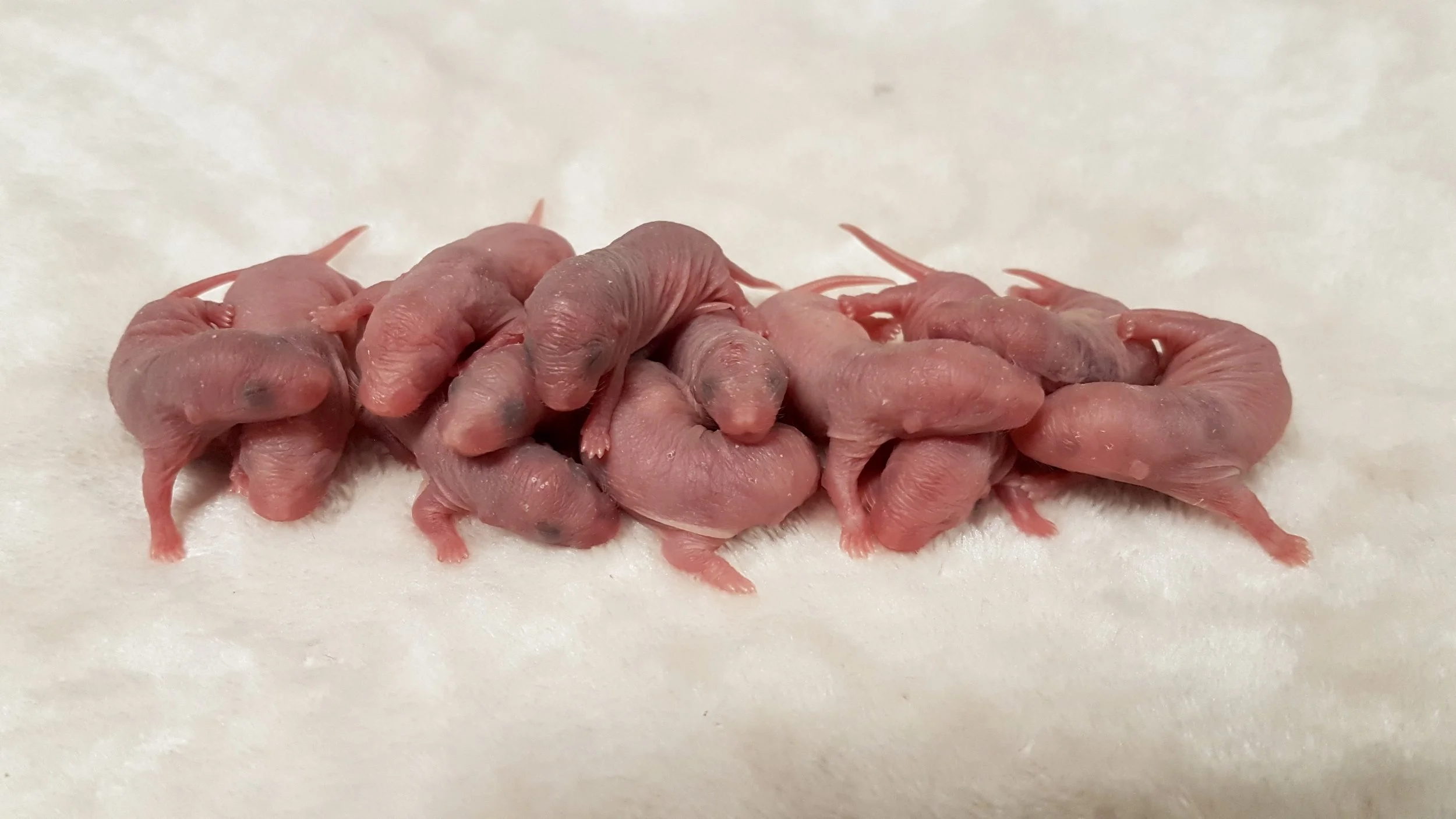 Hebrides' Babies have been born!