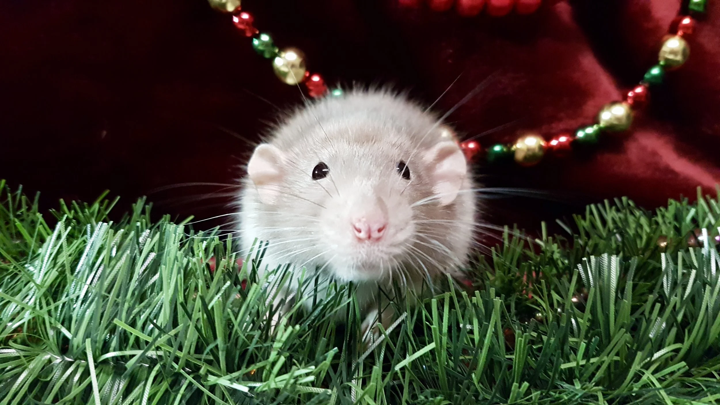 A new pairing has been made between Turtle and Freya!