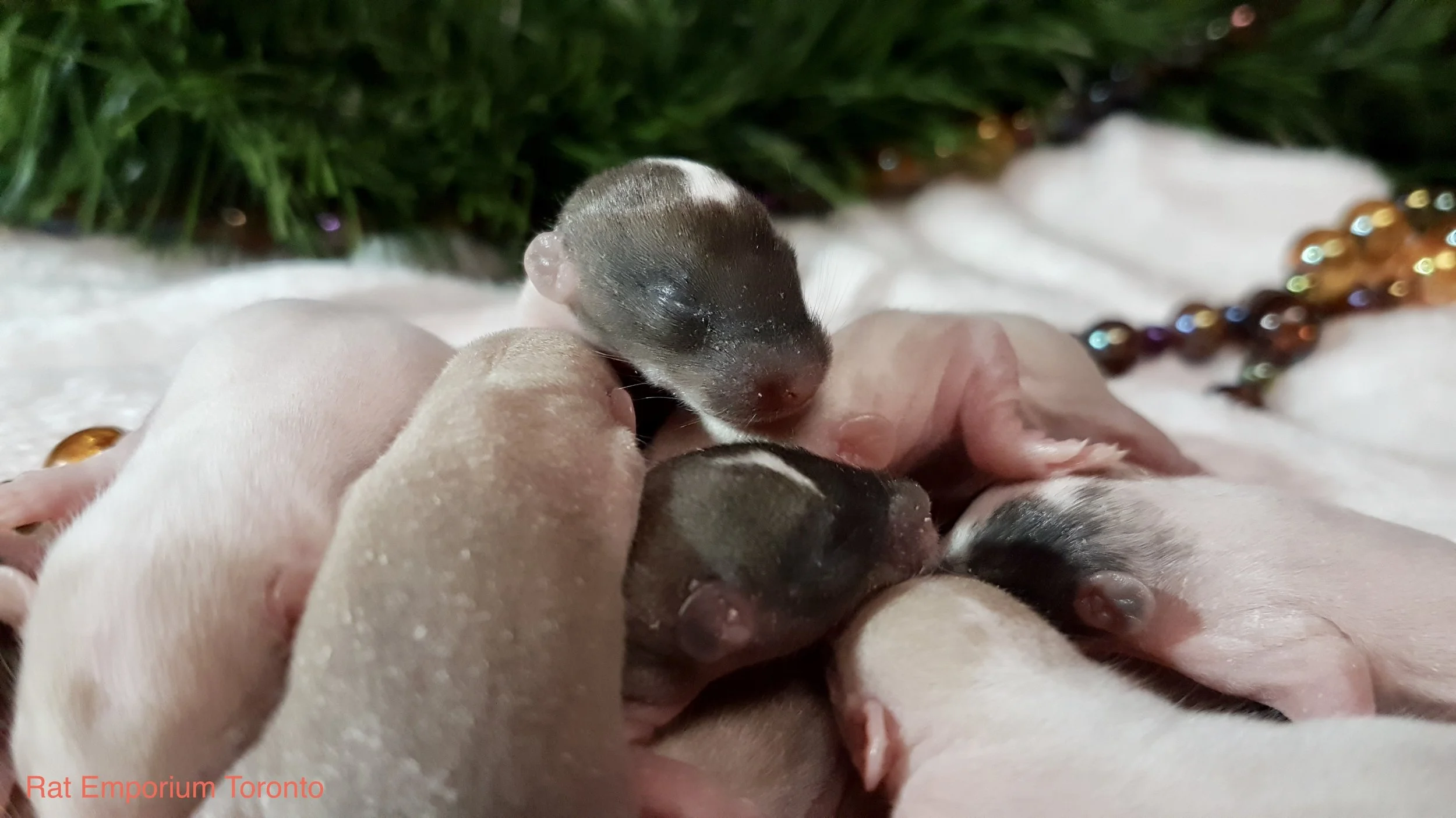 Updated Pictures of Hebrides' litter