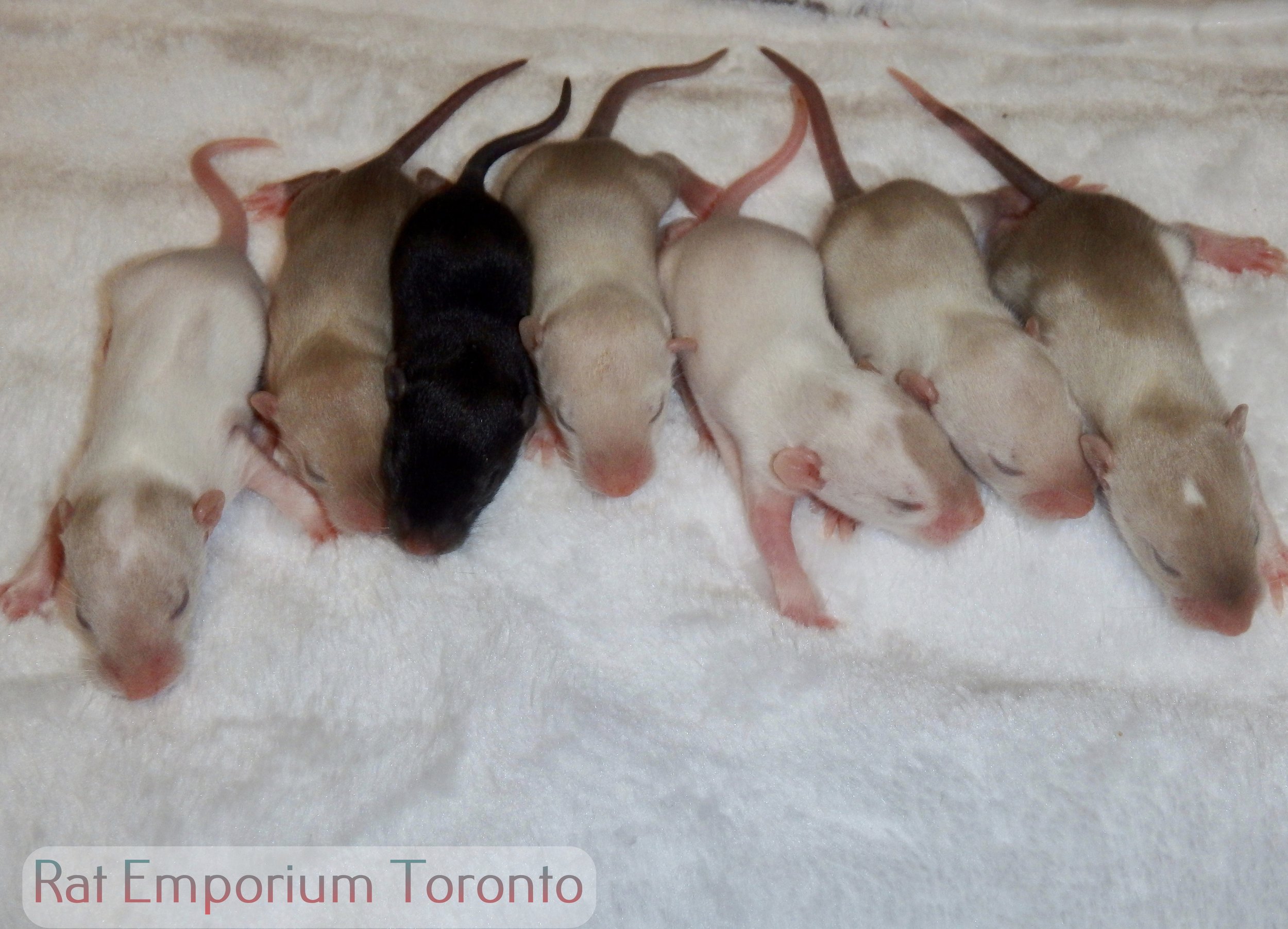 Boys - siamese, himalayan and black dumbo rats