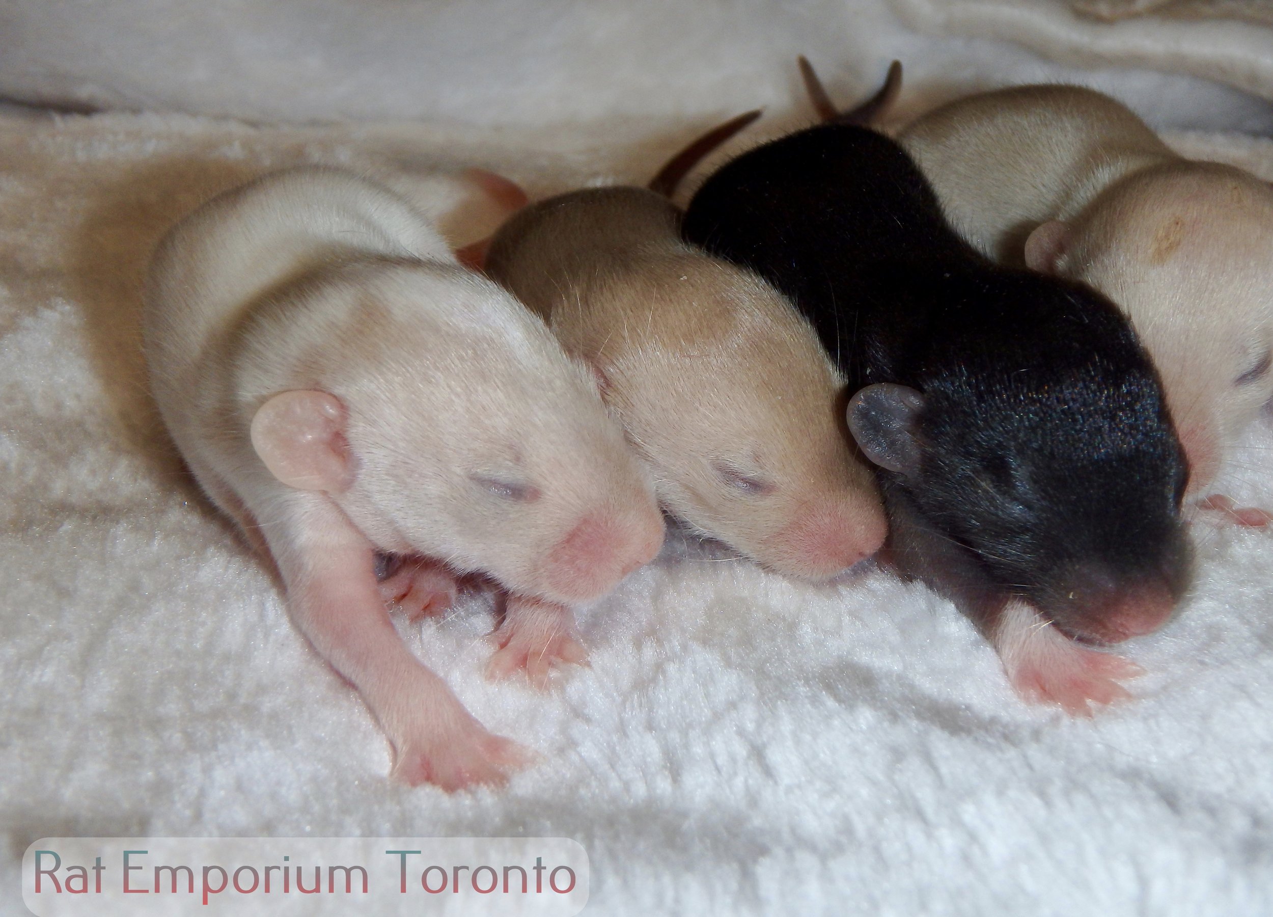 Boys - siamese, himalayan and black dumbo rats