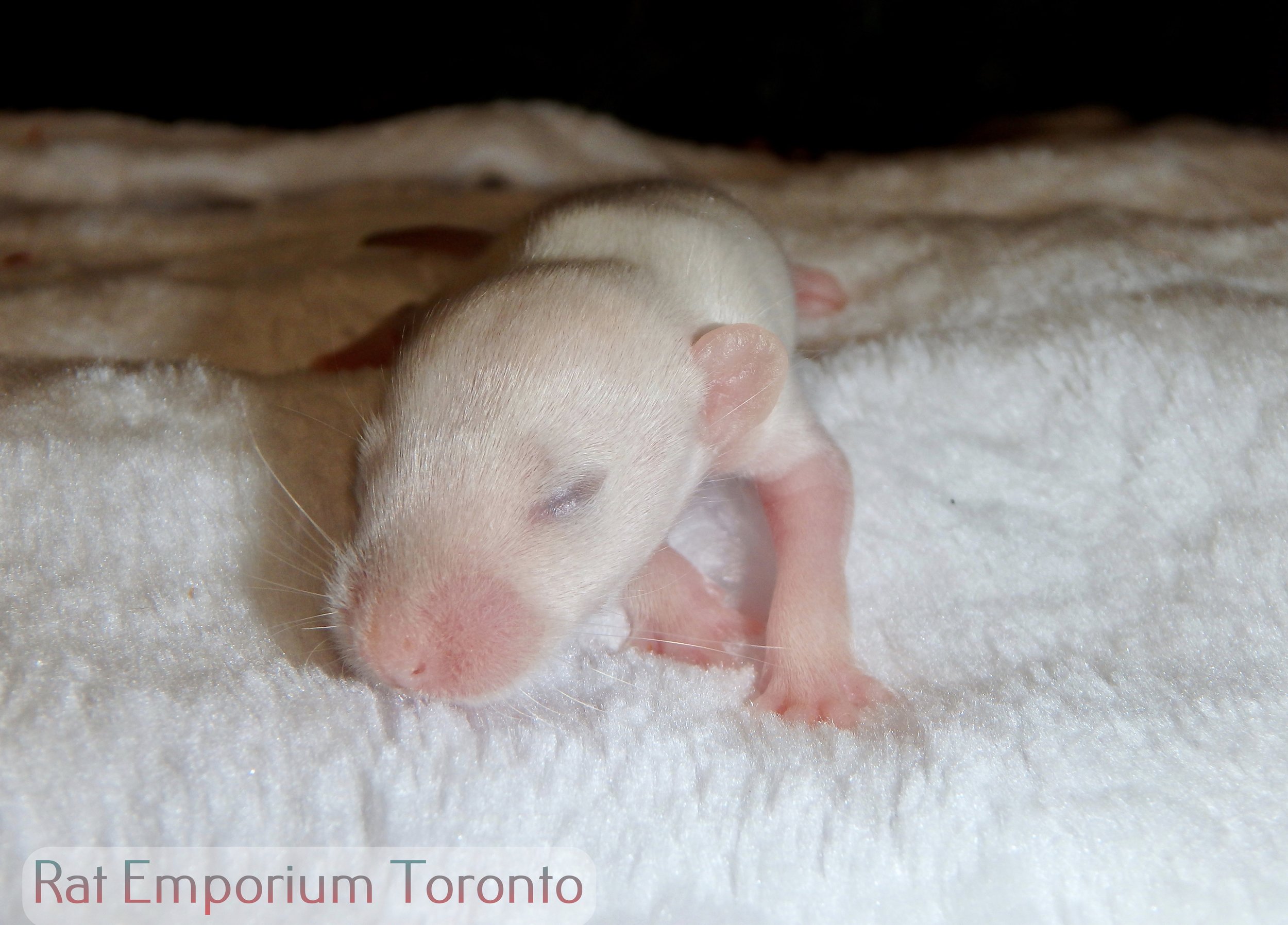 male himalayan dumbo rat