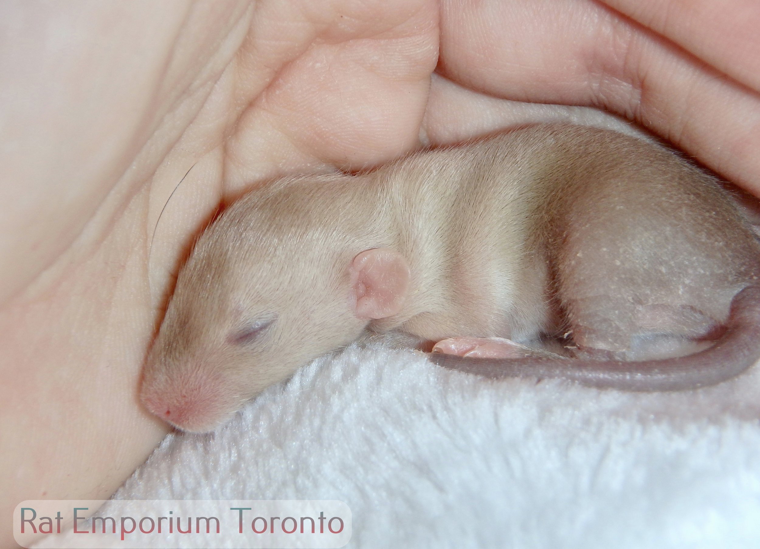 Male siamese dumbo rat