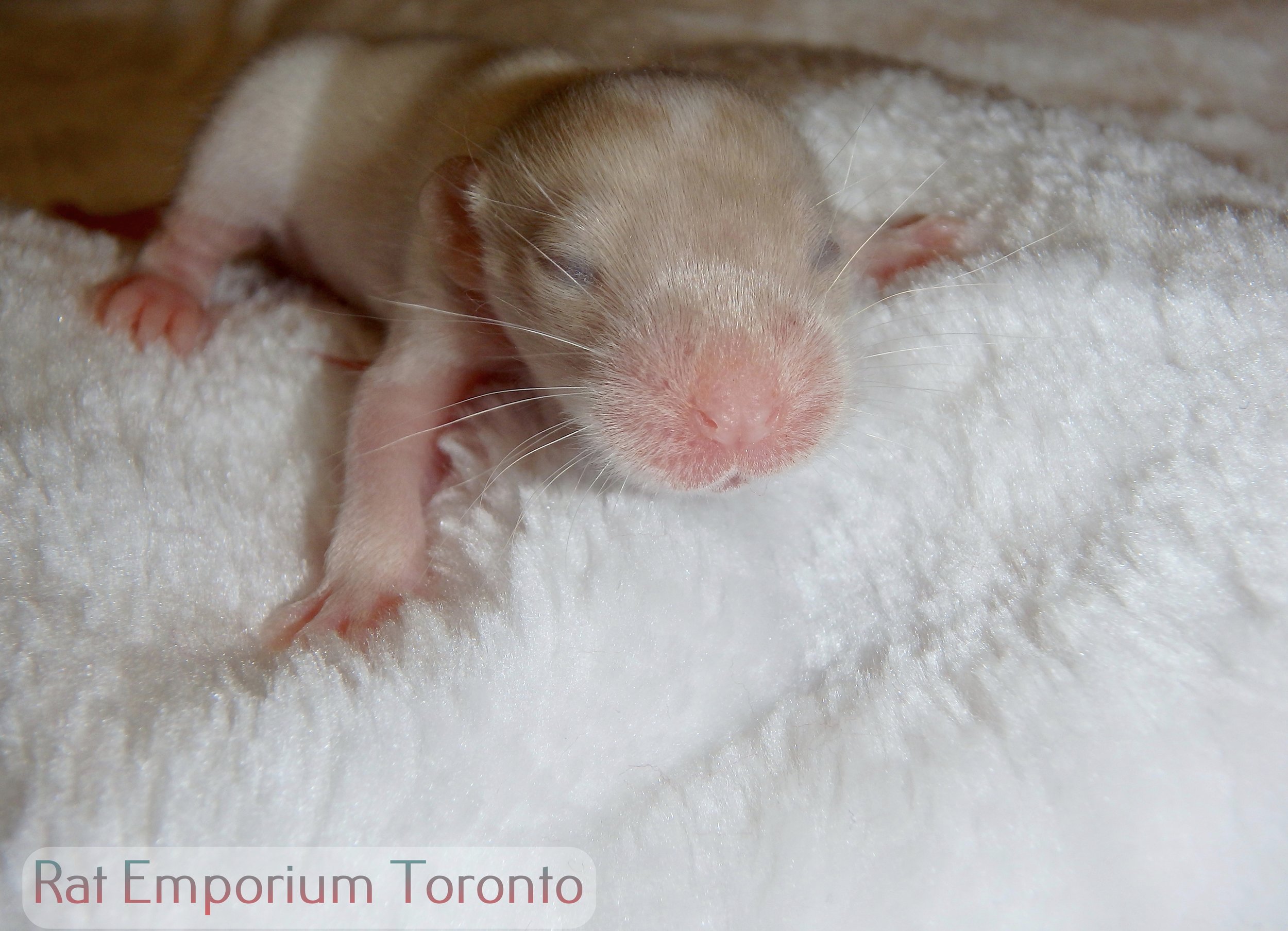 Male himalayan dumbo rat - capped