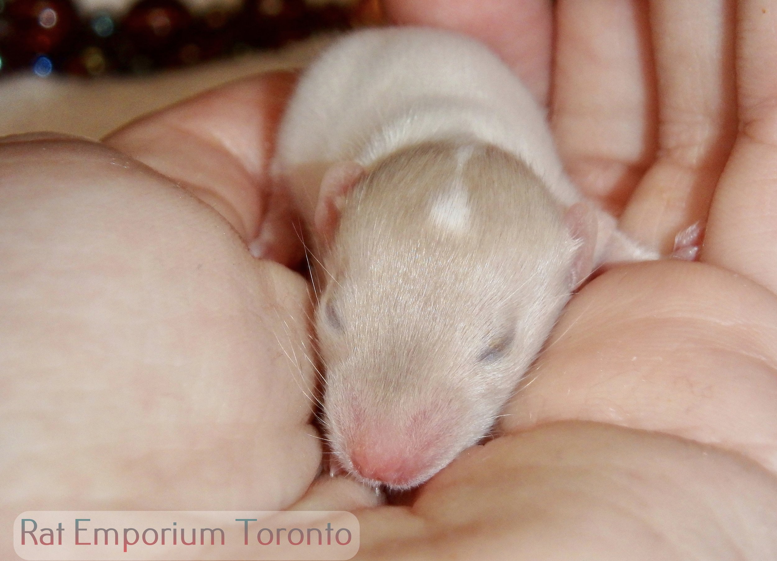 Female himalayan dumbo rat - capped