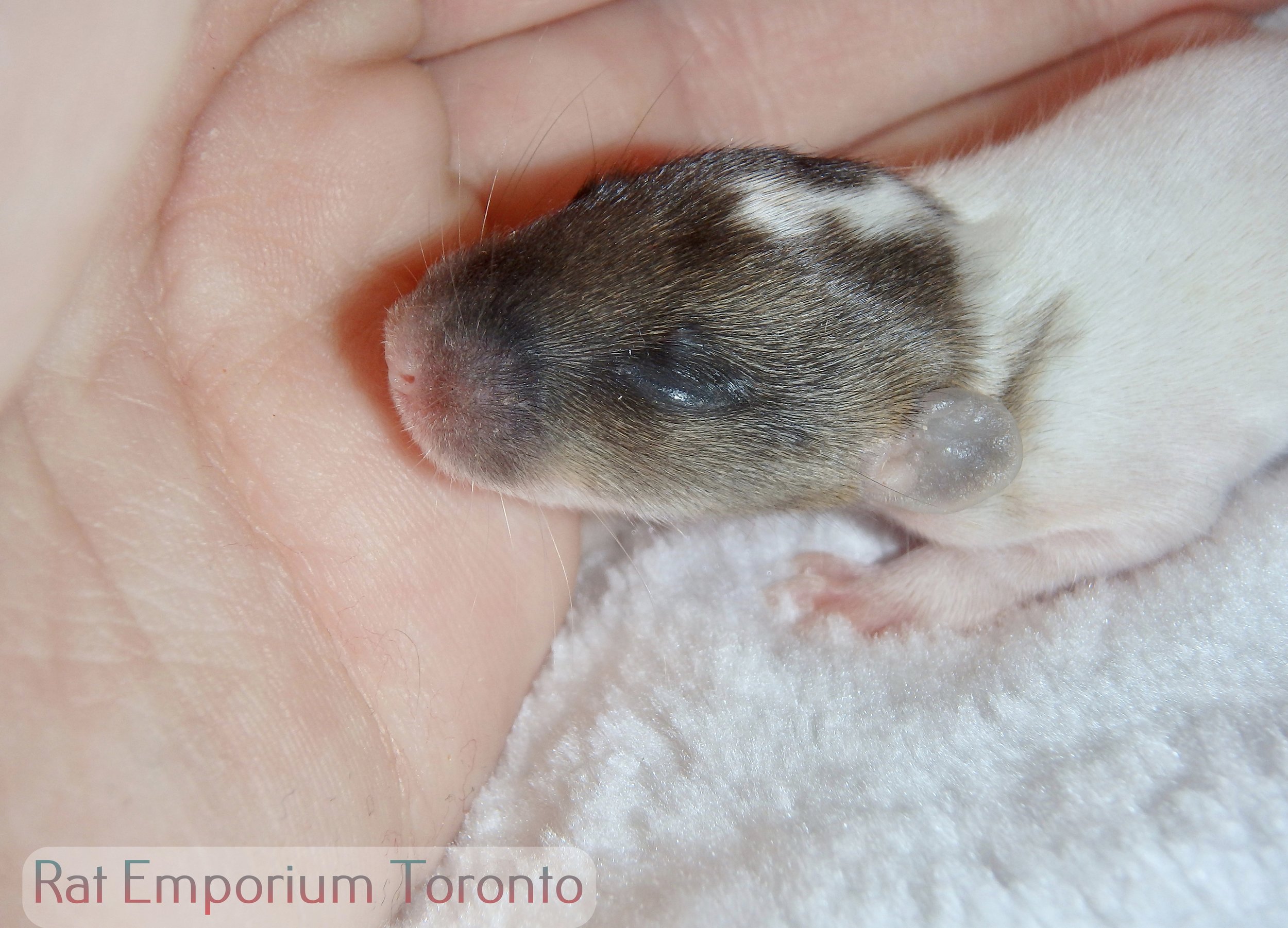 Female agouti dumbo rat - capped