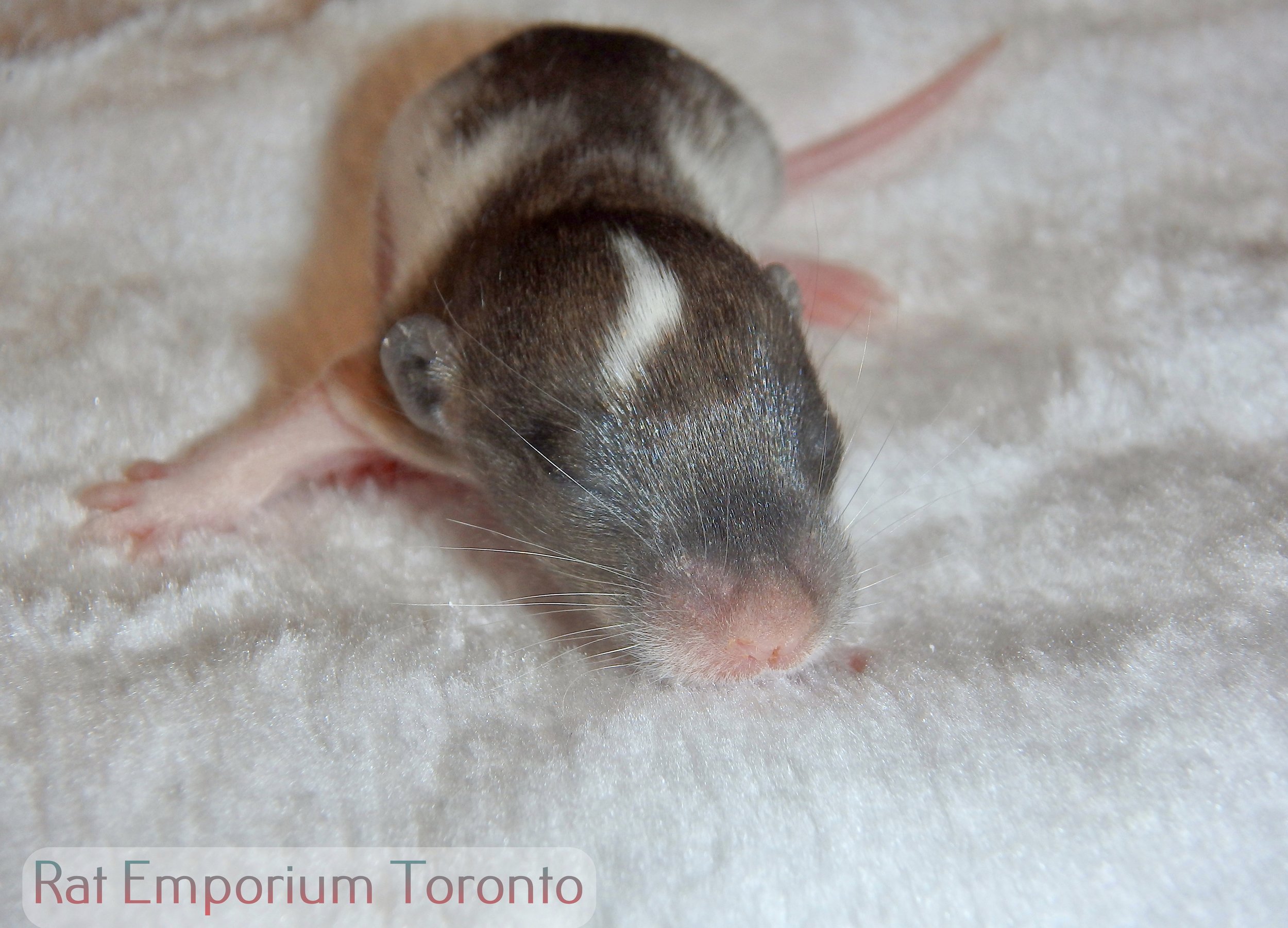 Female agouti dumbo rat - variegated with headspot