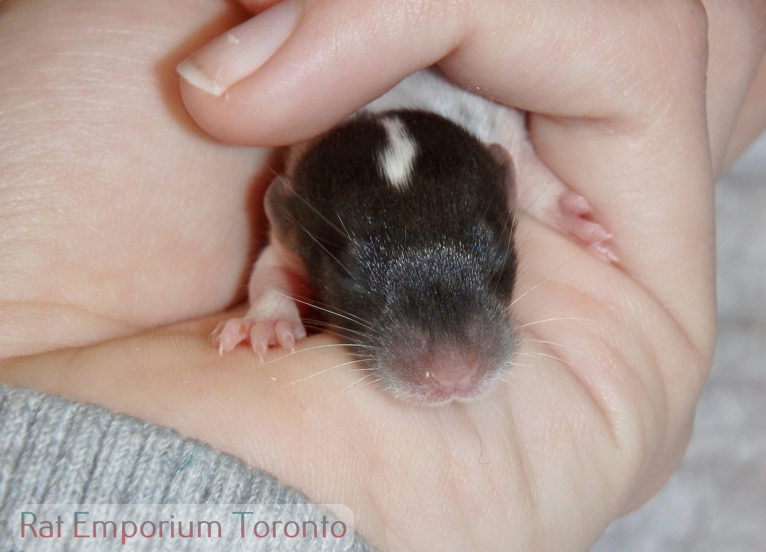 Female black dumbo rat - masked